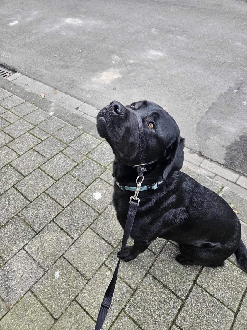 https://media.animalshelter.be/136812/dierenasiel-unco-jerry-kempen-vzw-obi-163566-main.jpg