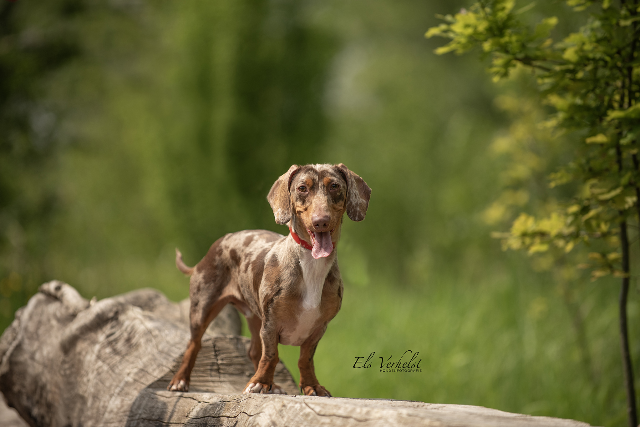 https://media.animalshelter.be/148621/dierenasiel-vzw-de-leiestreek-boris-166483-main.jpg