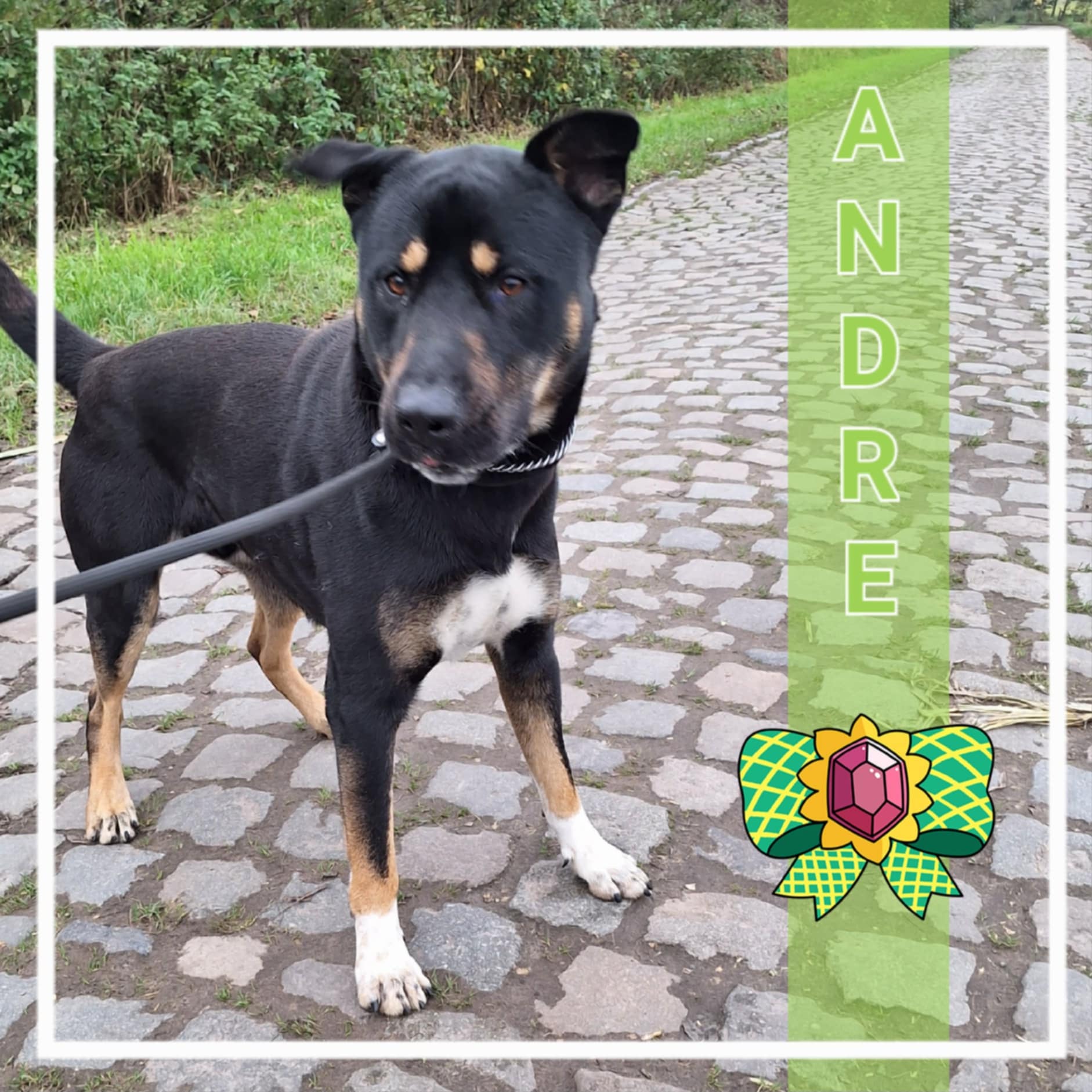 André