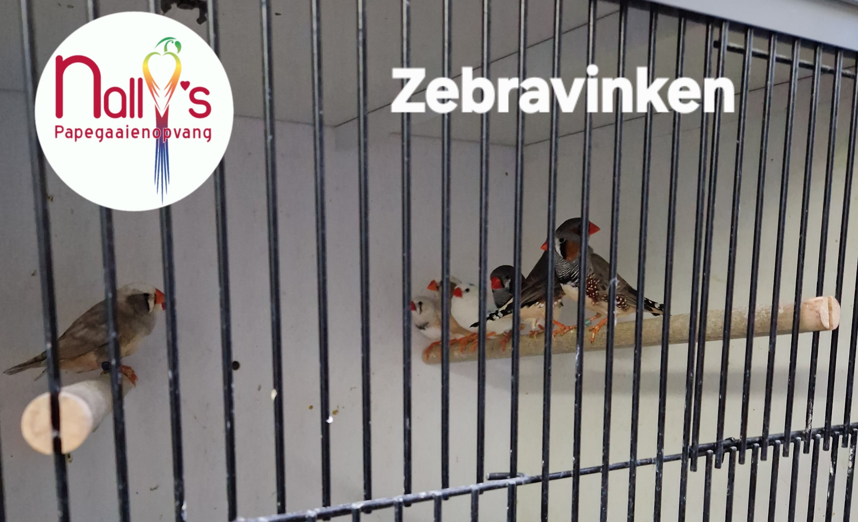 2700  Zebravink