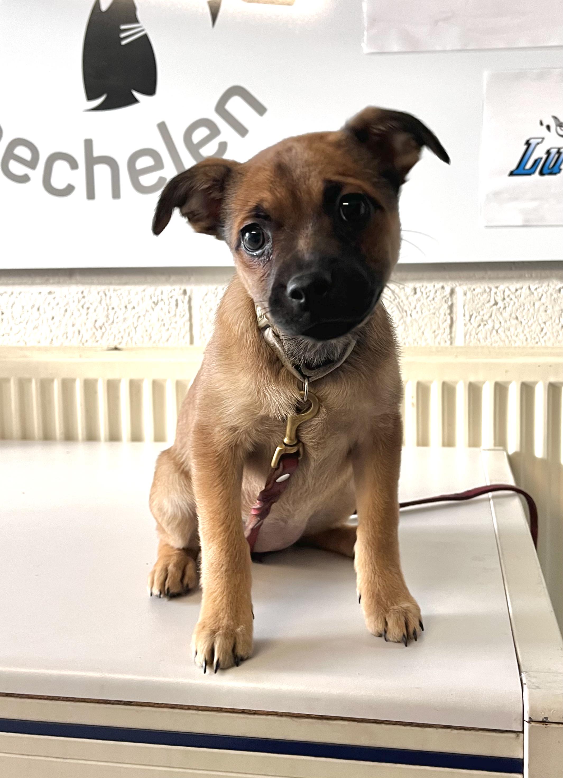 https://media.animalshelter.be/191538/dierenbescherming-mechelen-mist-196573-main.jpg