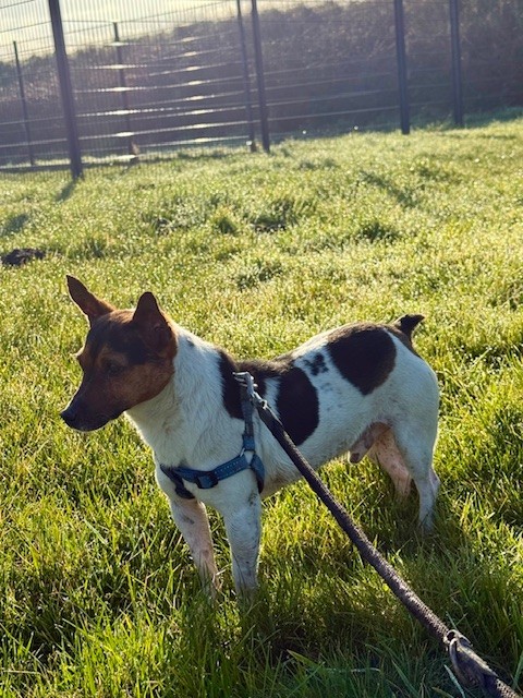 Jack