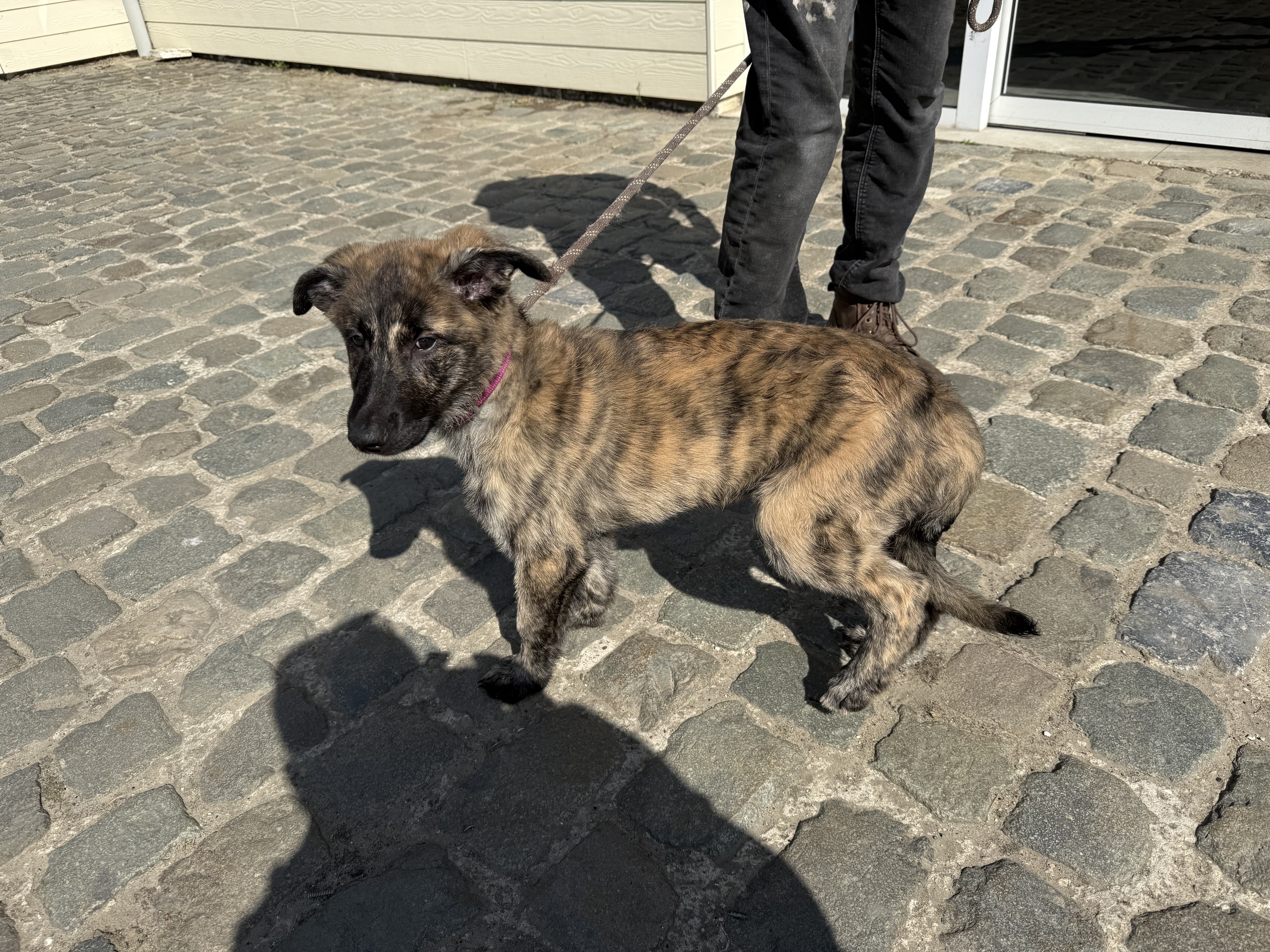 Nala