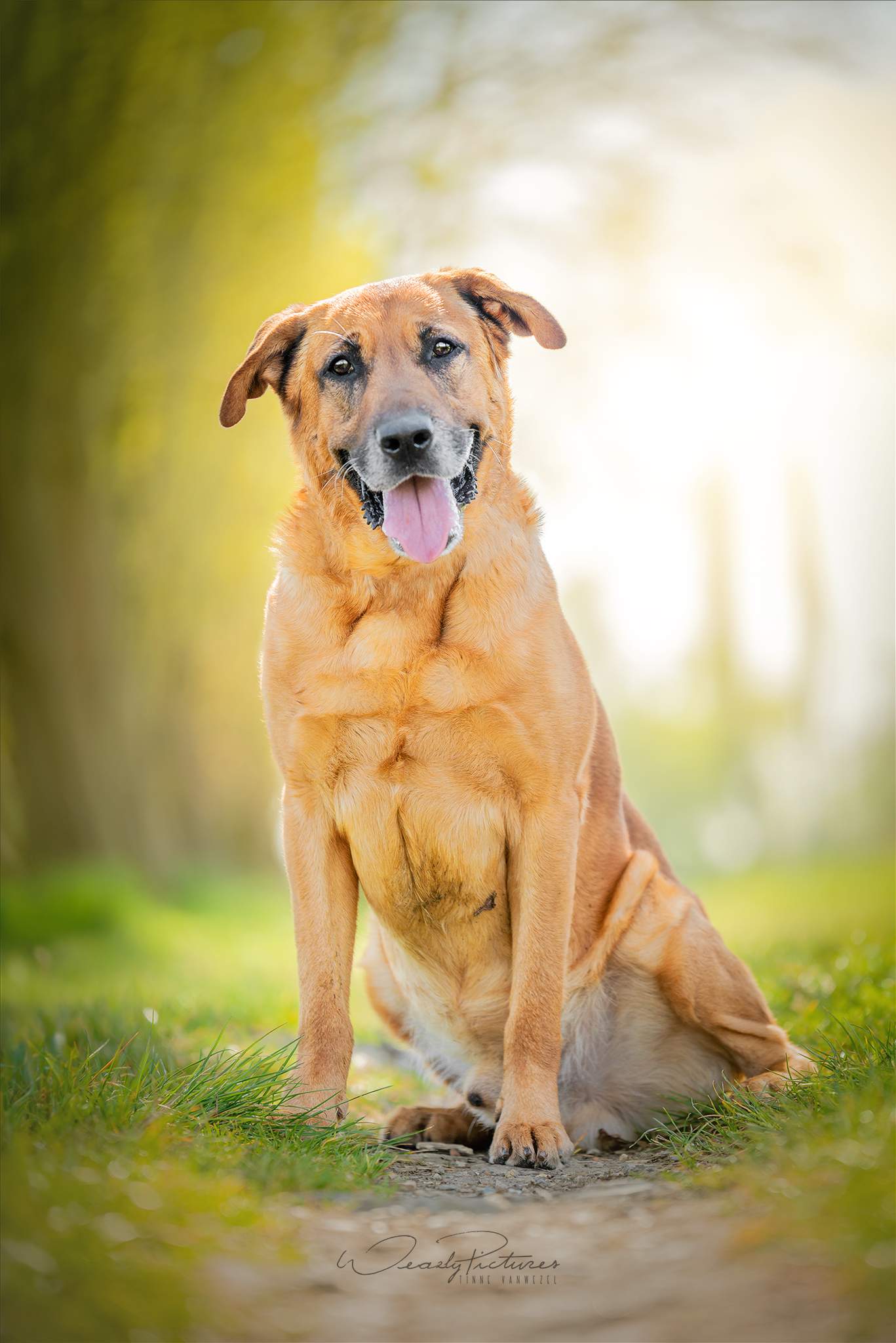 https://media.animalshelter.be/200108/het-blauwe-kruis-van-belgie-wommelgem-max-205613-main.jpg