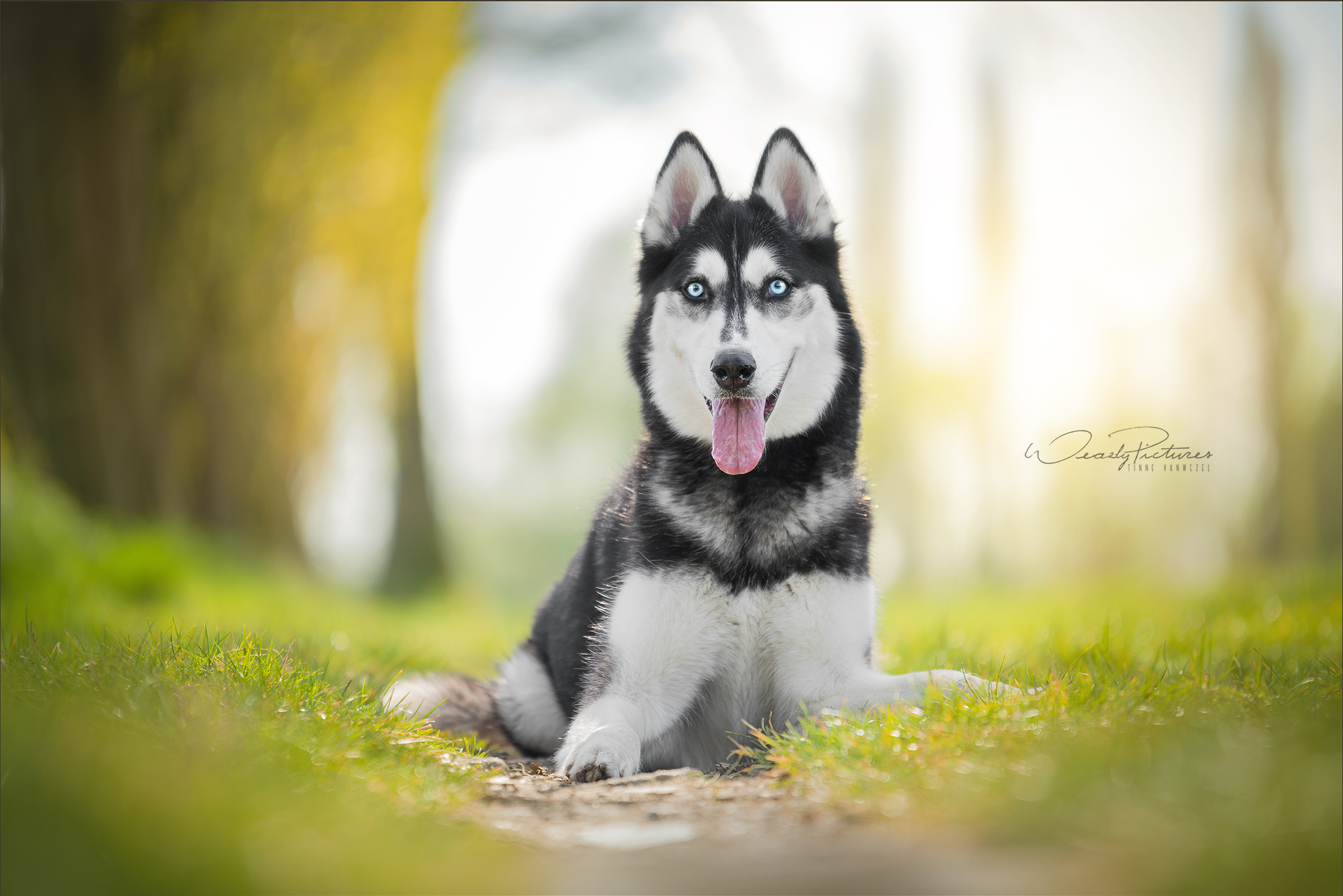Rayko