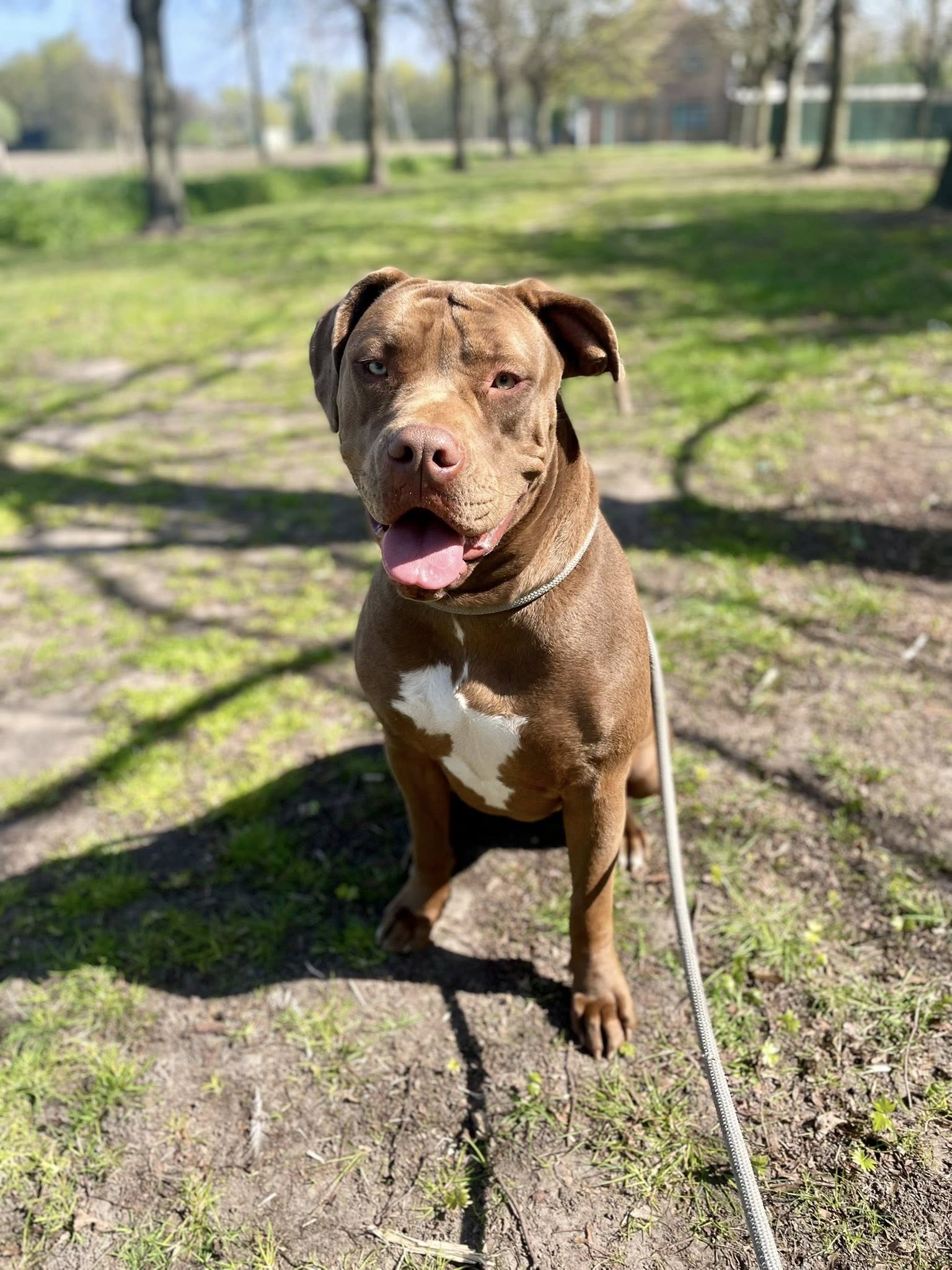 Stella