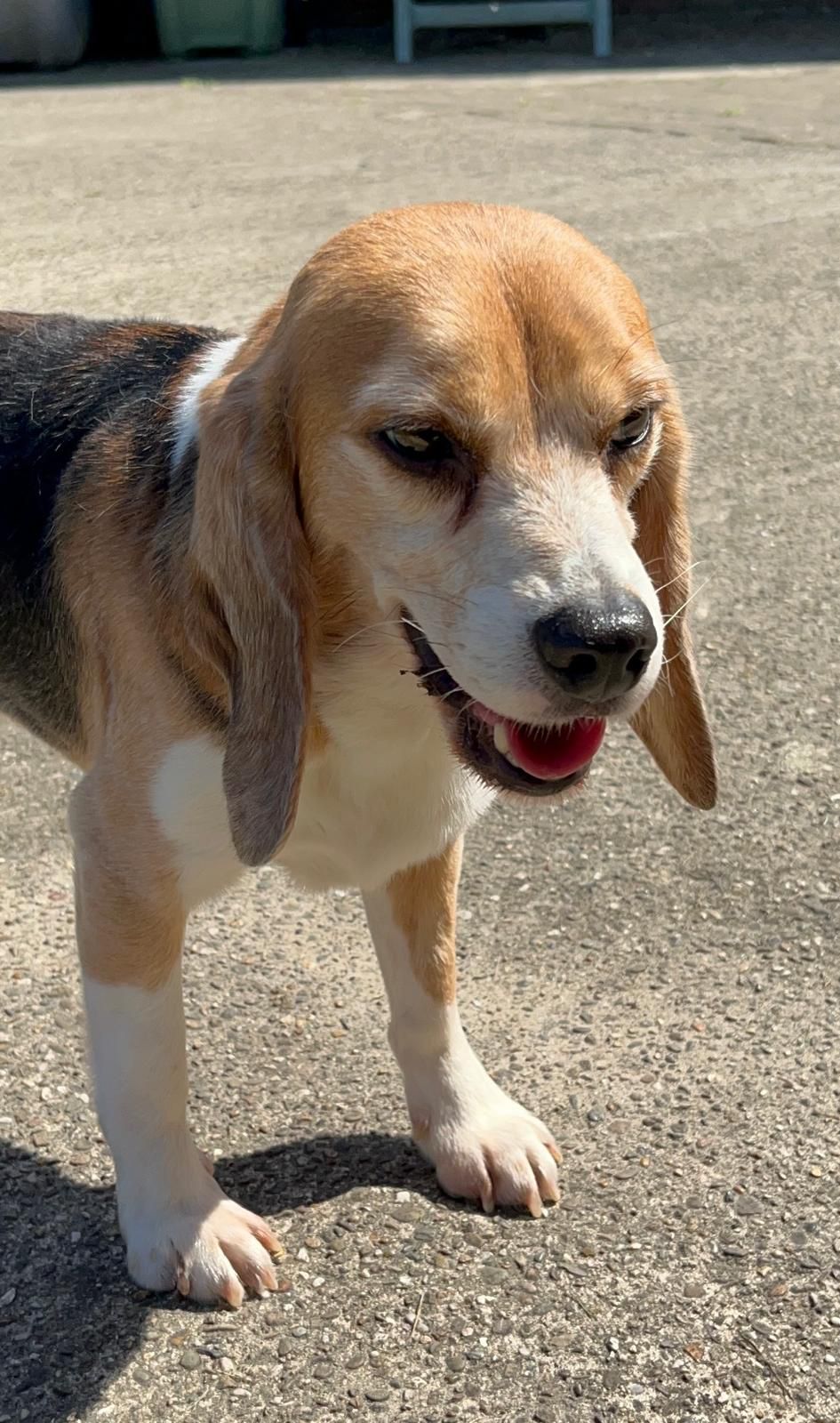 Arne (Ex-proefbeagle)