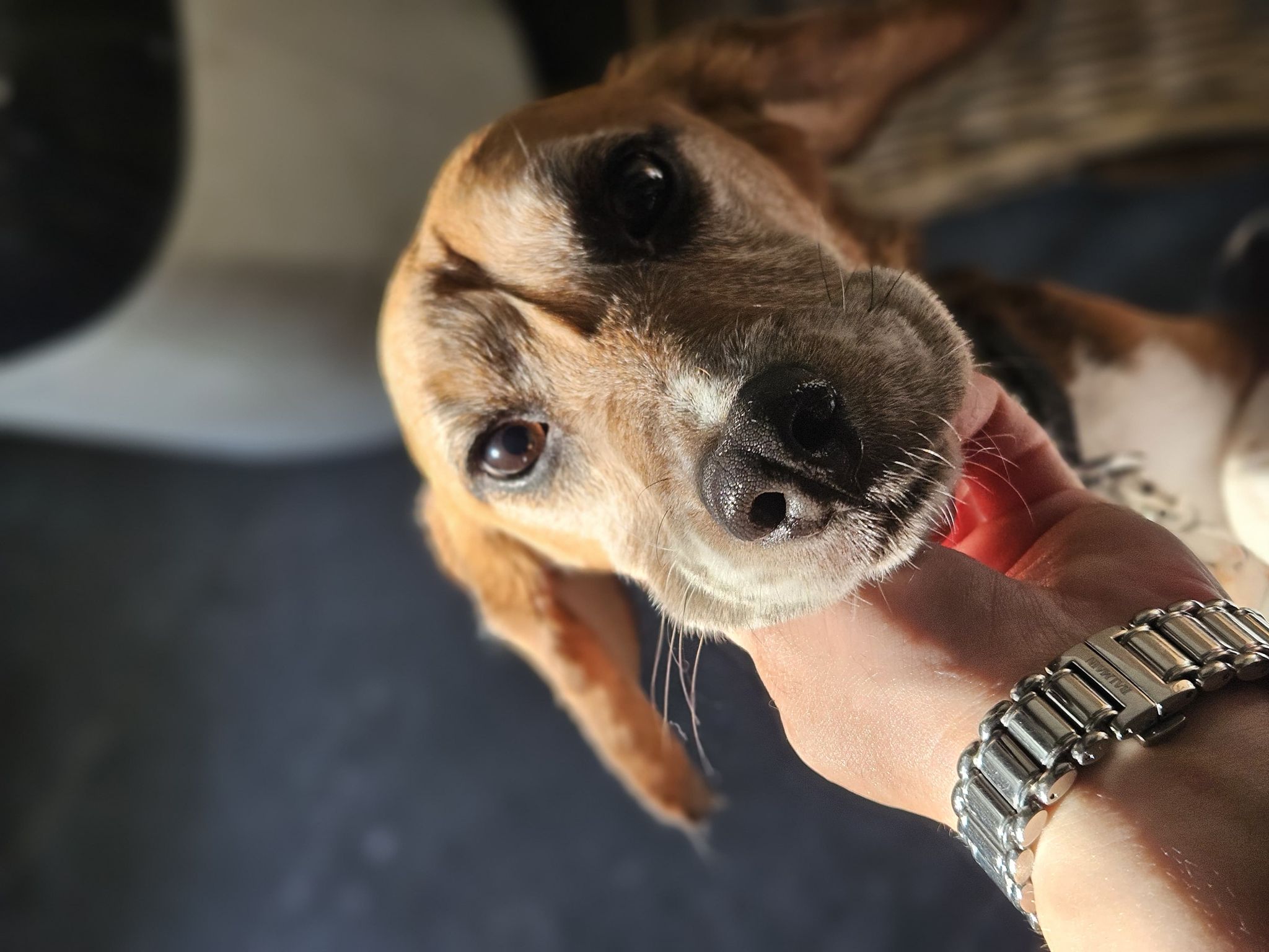 Doemaar (Ex-proefbeagle)