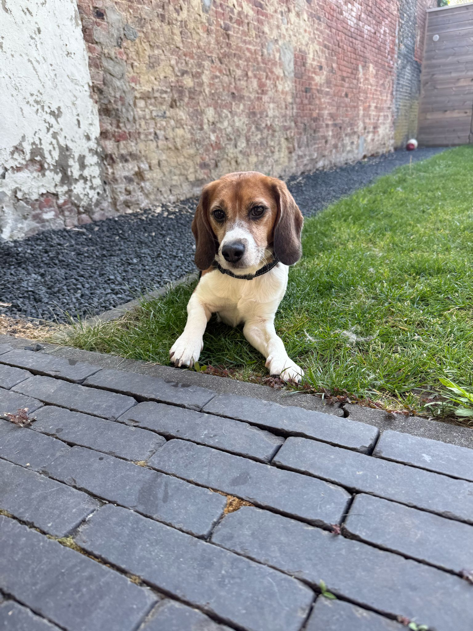 Judas (Ex-proefbeagle)