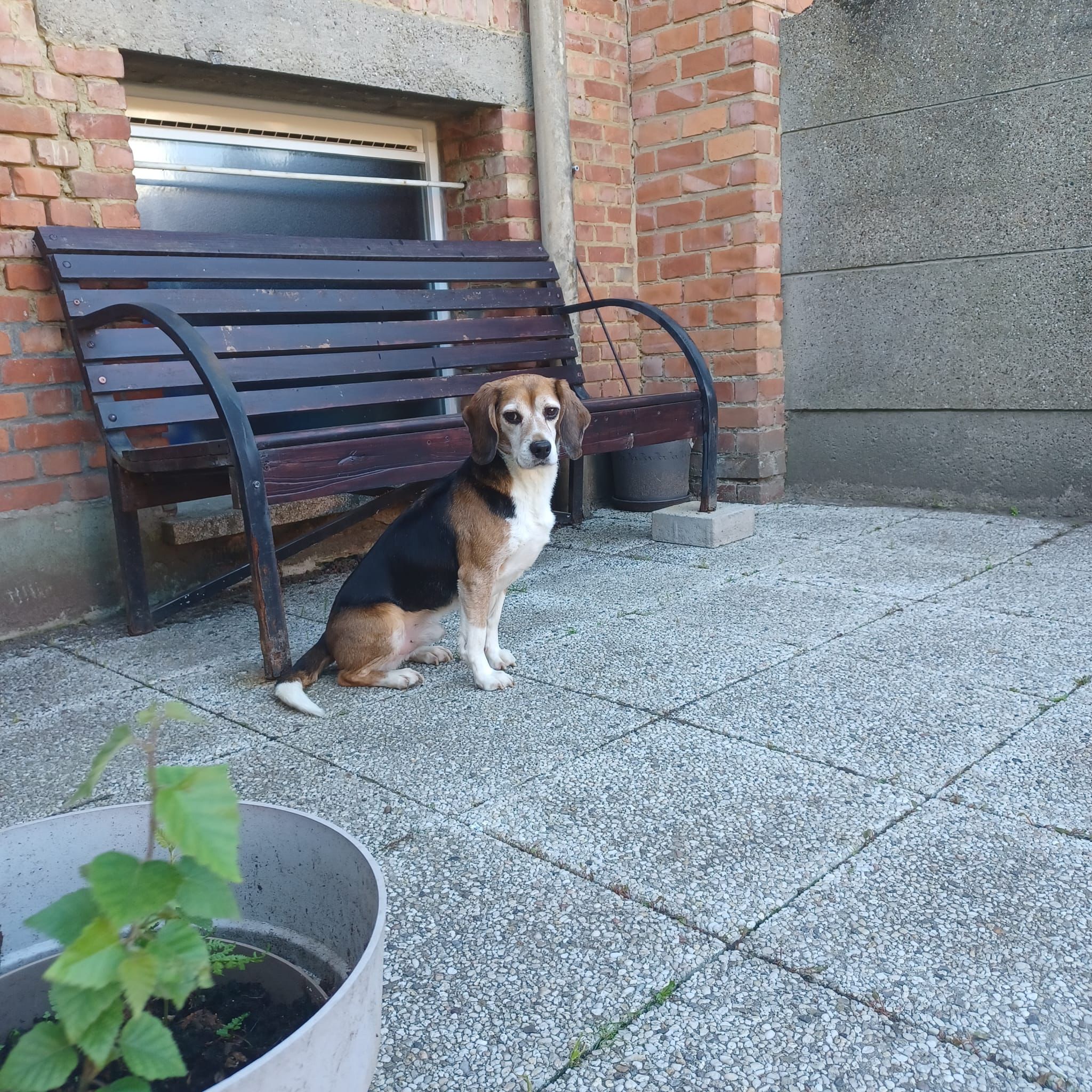 Mozes (Ex-proefbeagle)