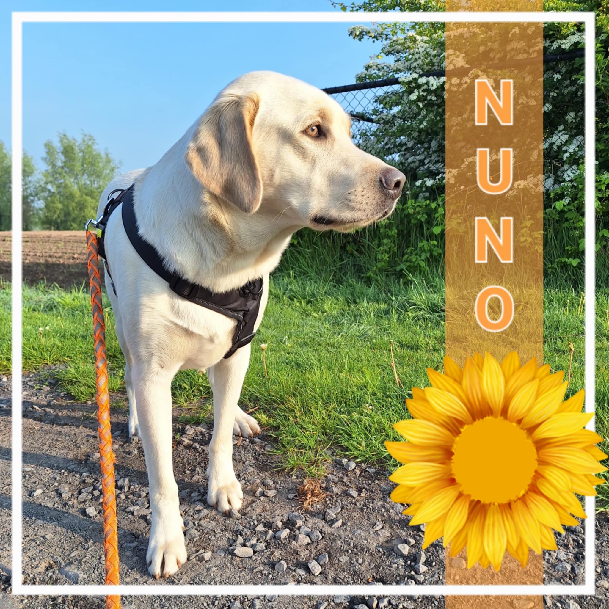 Nuno