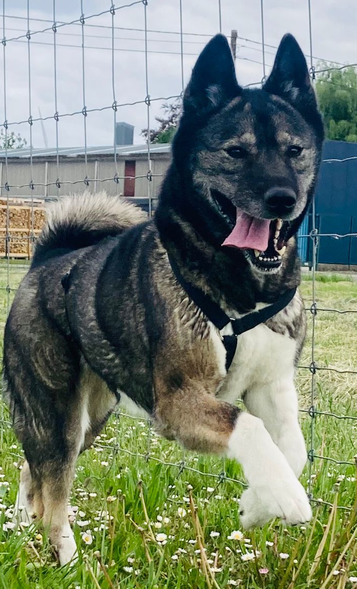 Lyla