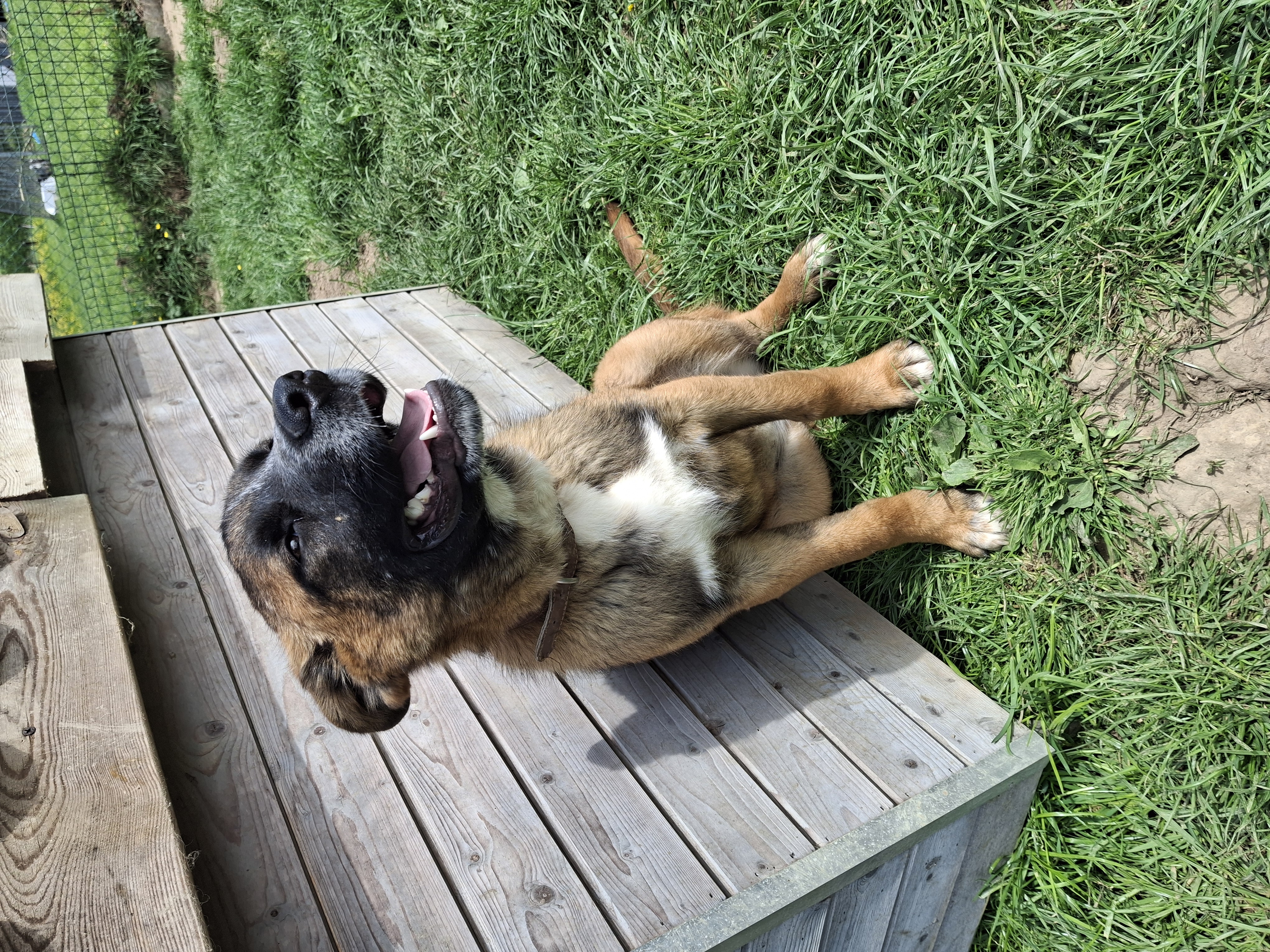 Nala
