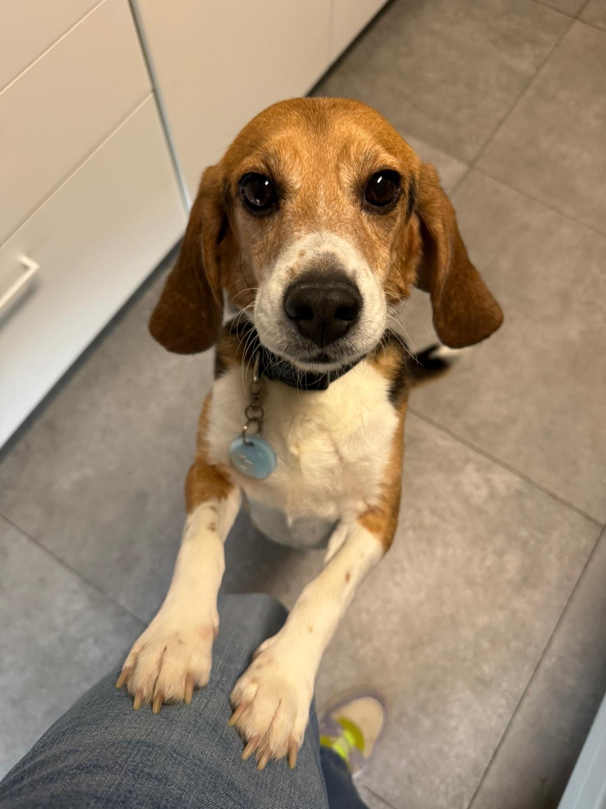 Jezus (Ex-proefbeagle)