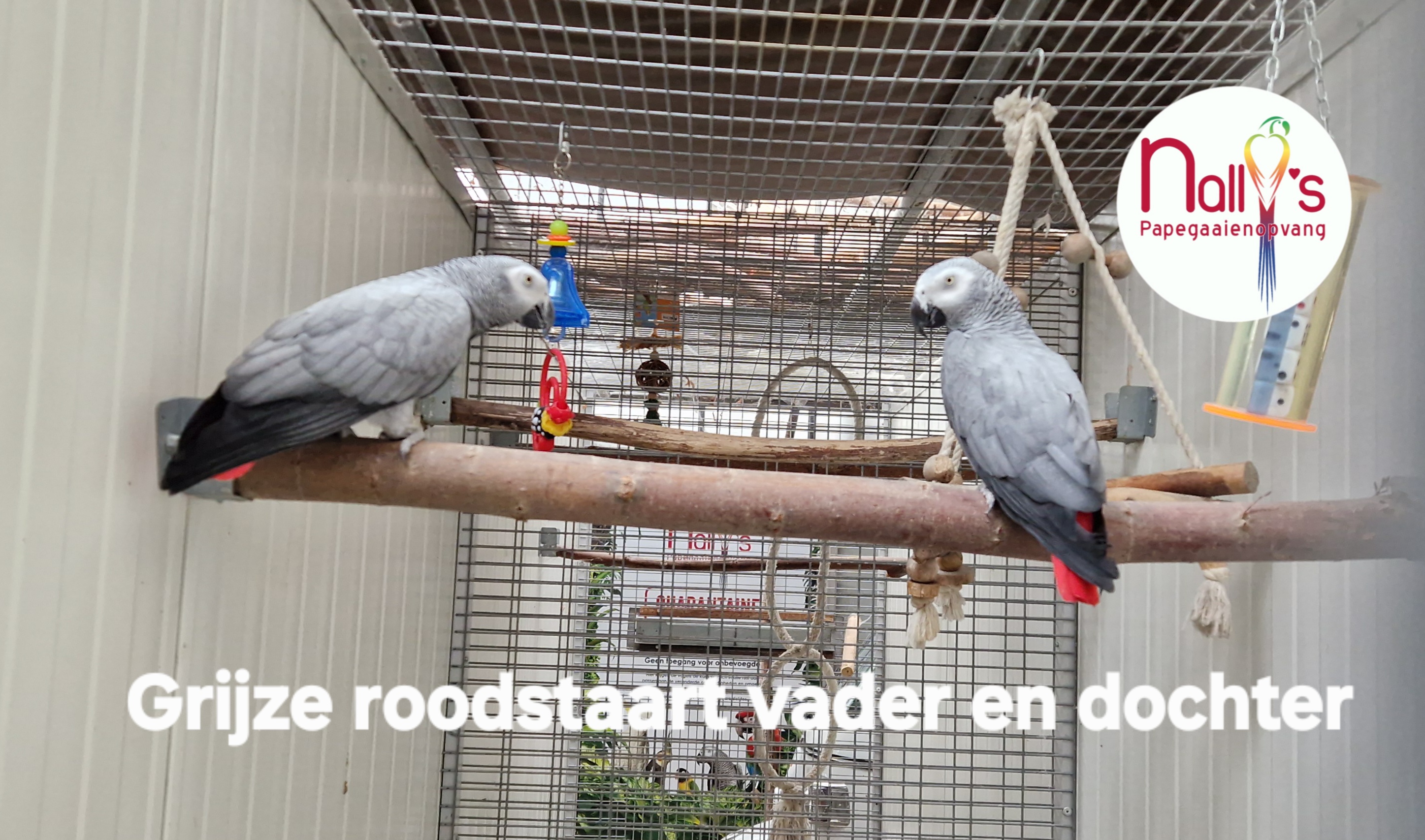 2919 Grijze roodstaart