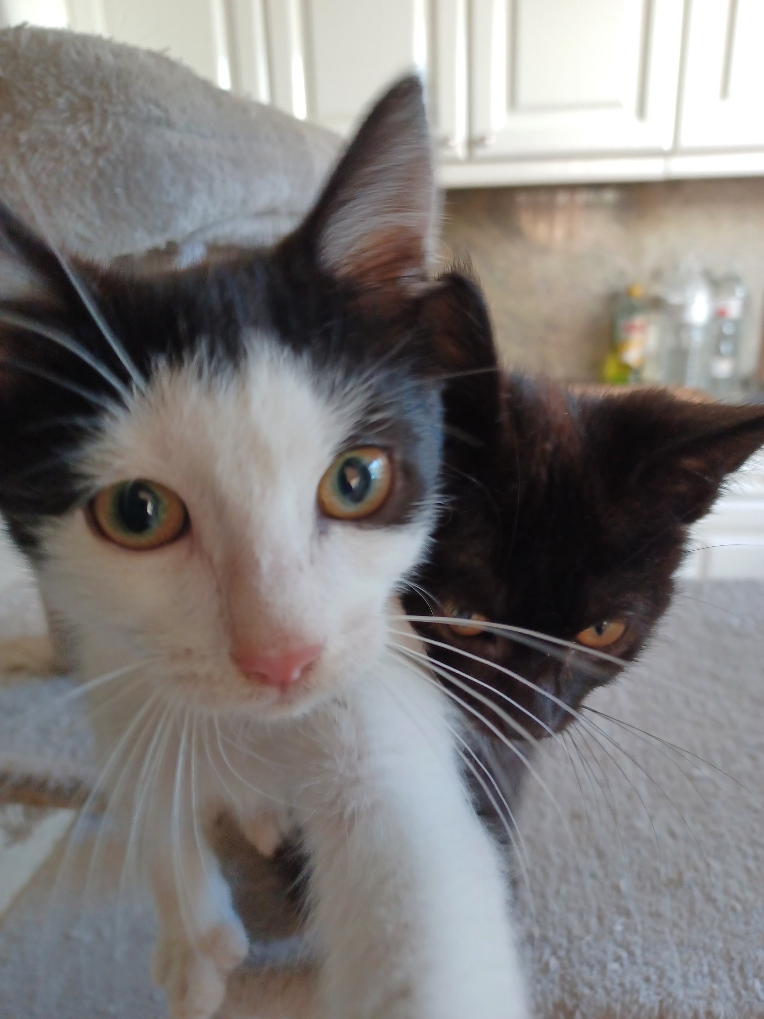Foto Pip