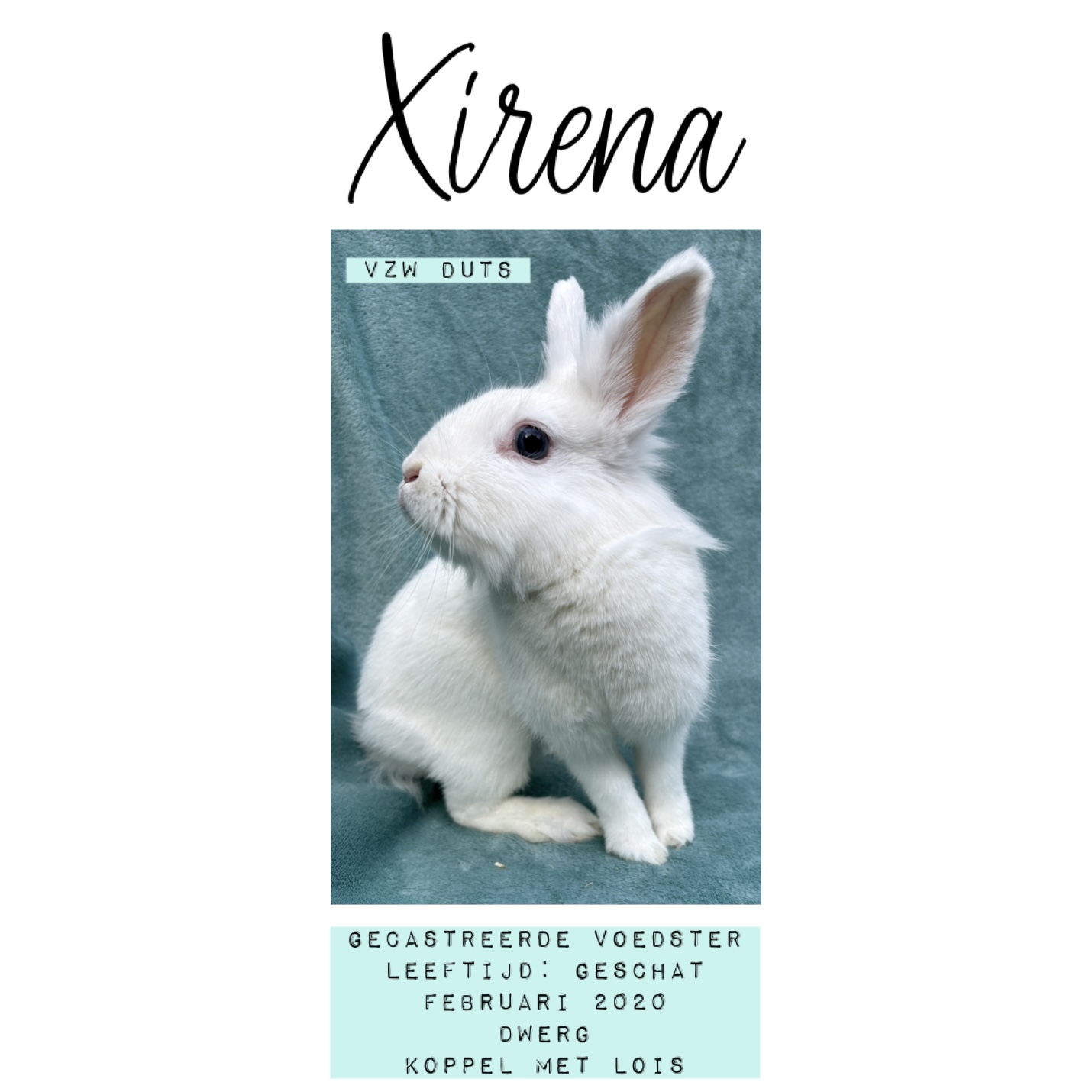 Xirena