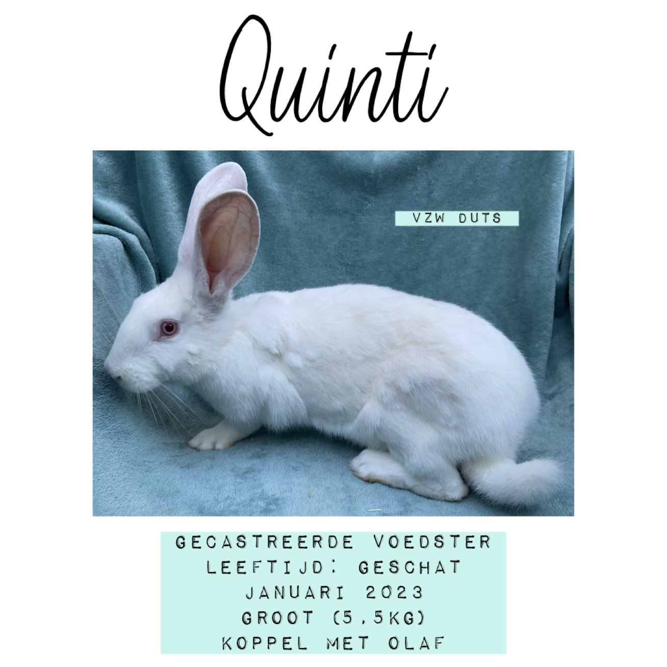 Quinti