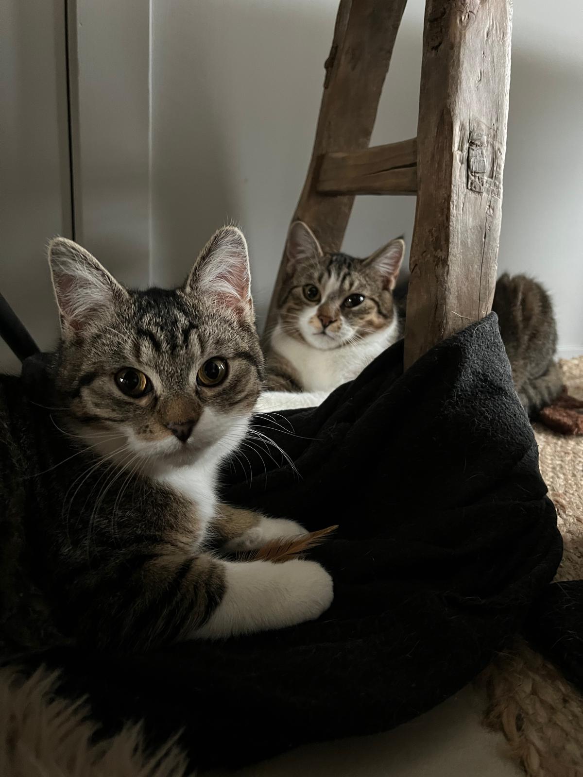 Joey (en Jack) van het kattencafe