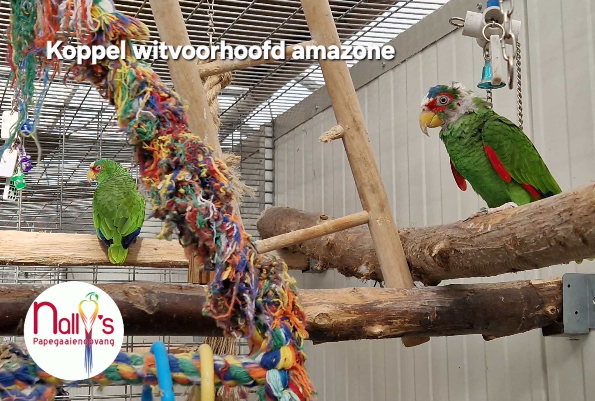 Witvoorhoofd amazone koppel