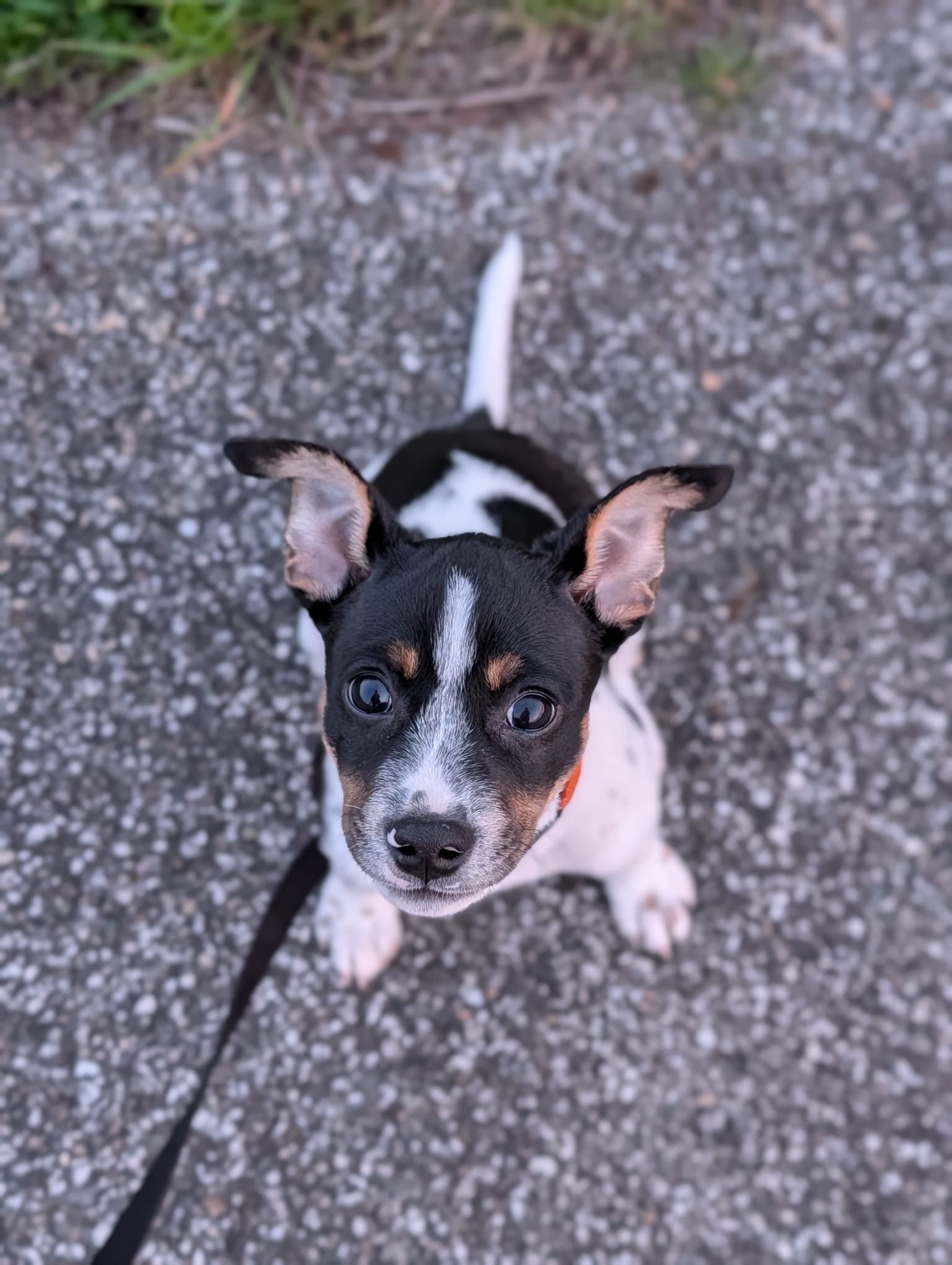 Daisy
