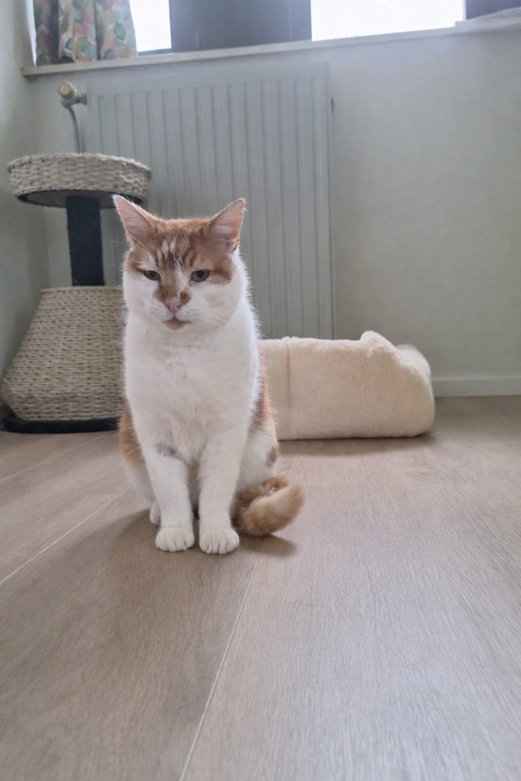 VALENTINO - duo-adoptie met VALENTINA