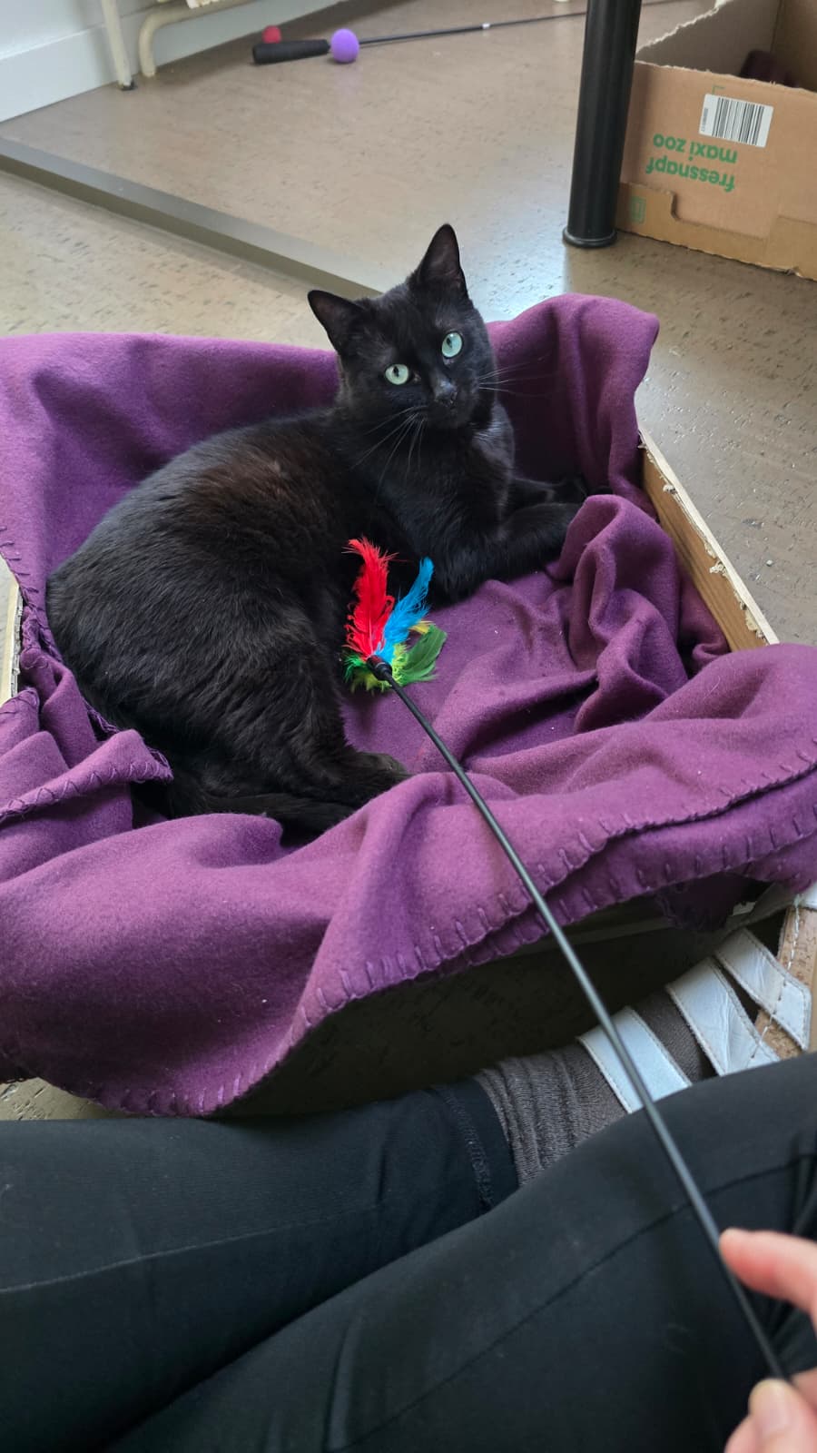 HERMES - duo-adoptie met HONEY