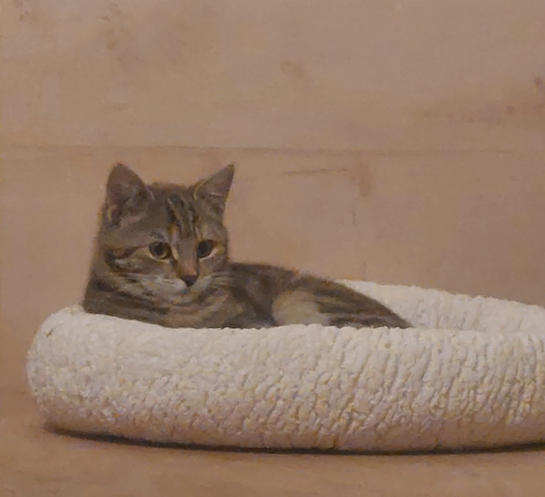 Millie (DUO ADOPTIE)