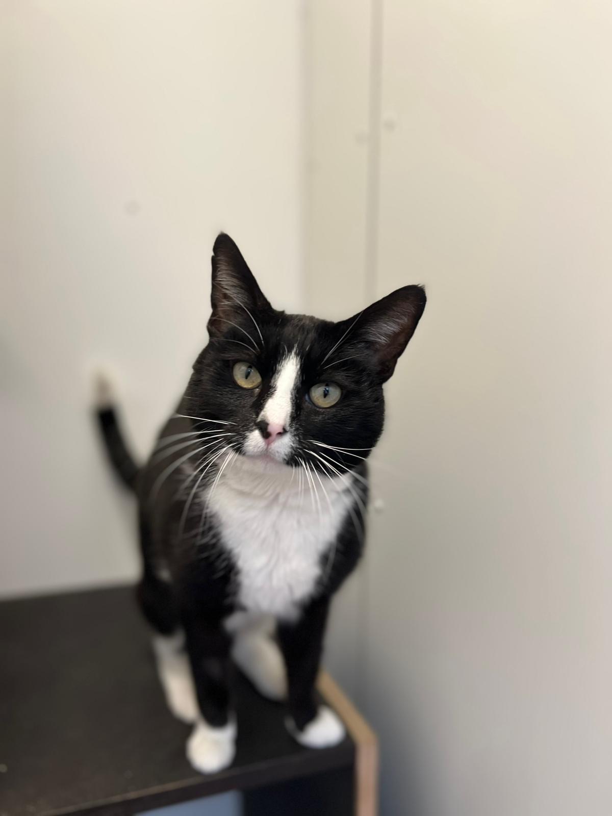Perla
