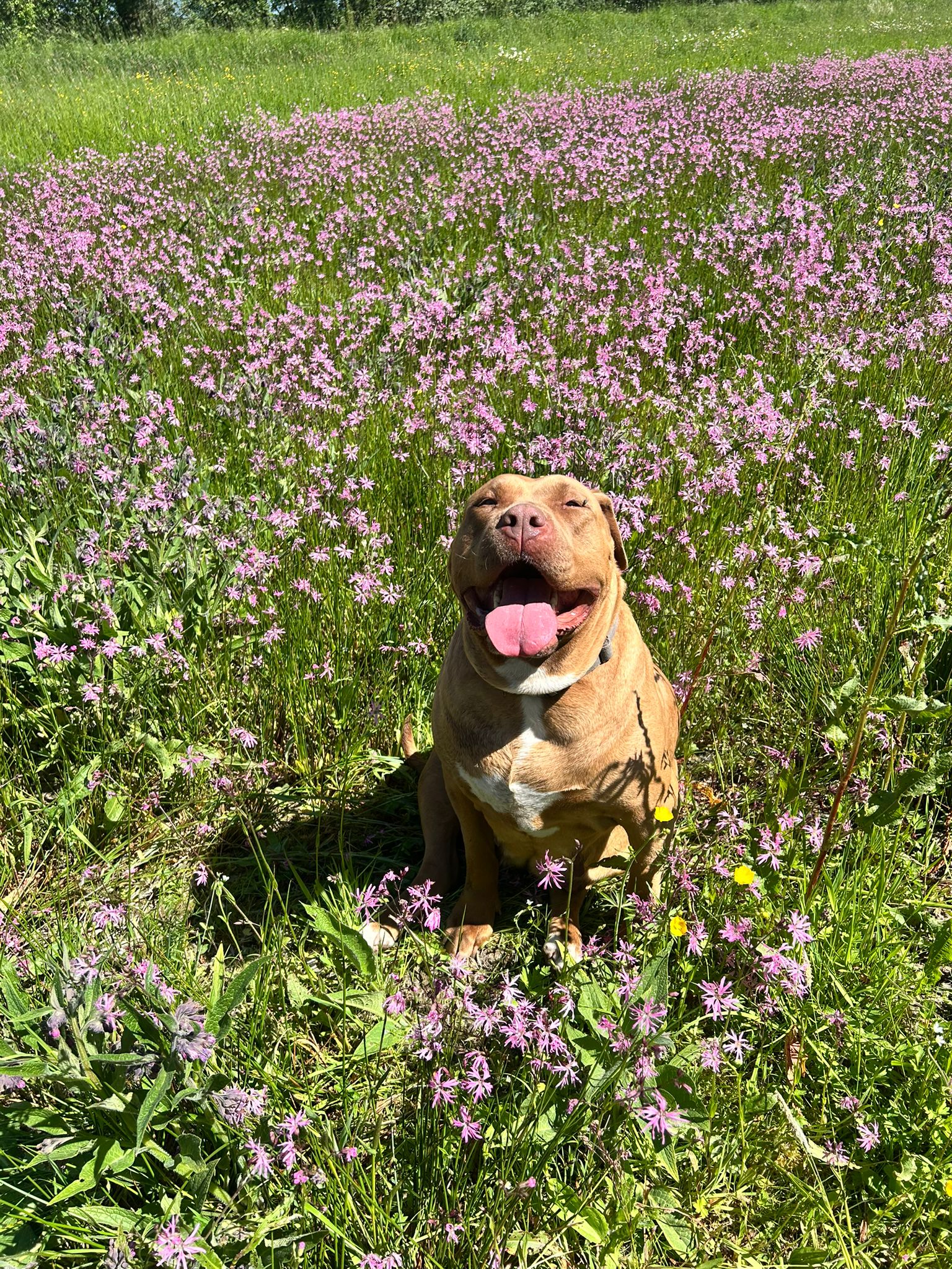Mia