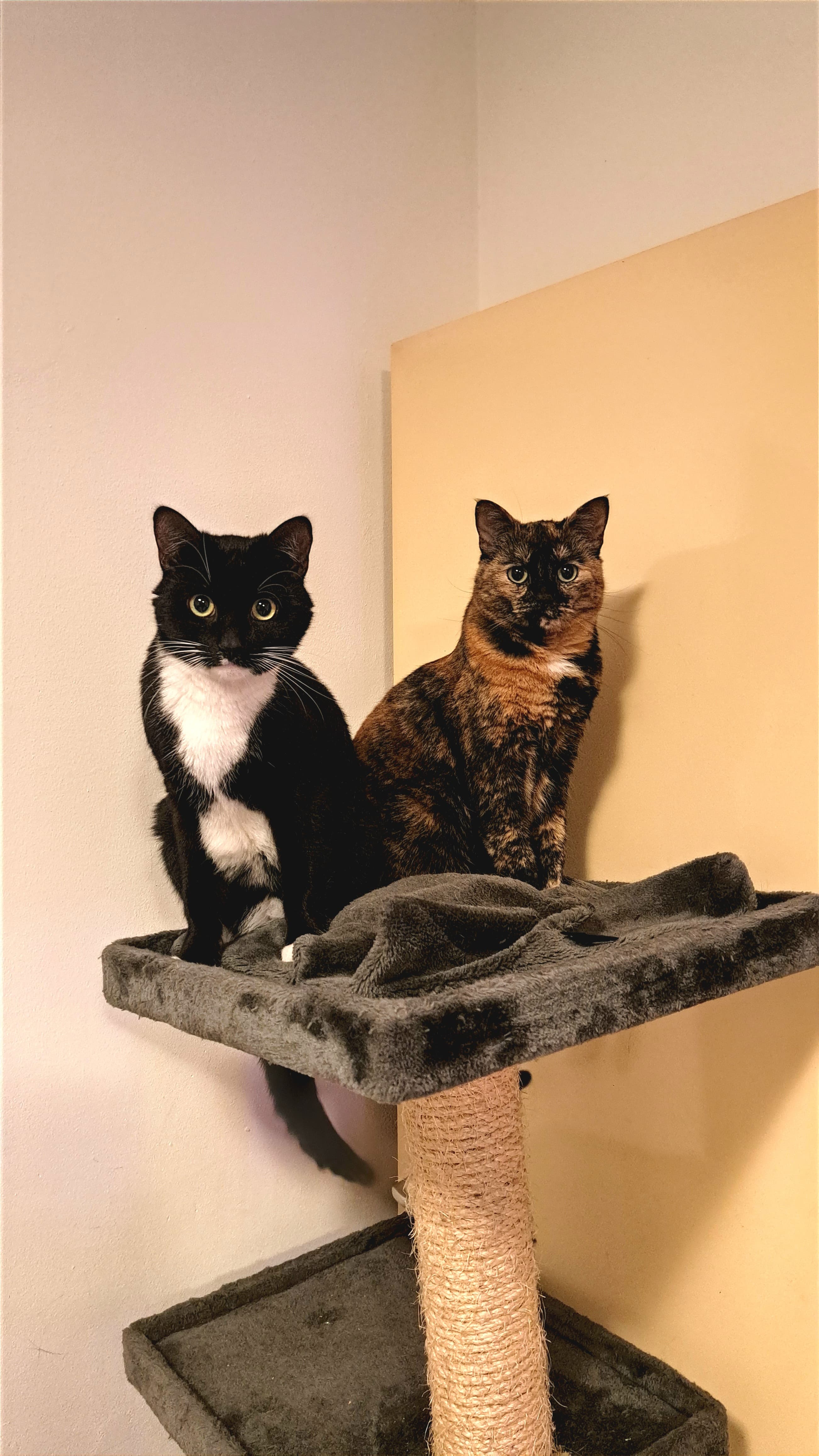 Oreo (zwartwit) (en Kato) van het kattencafe