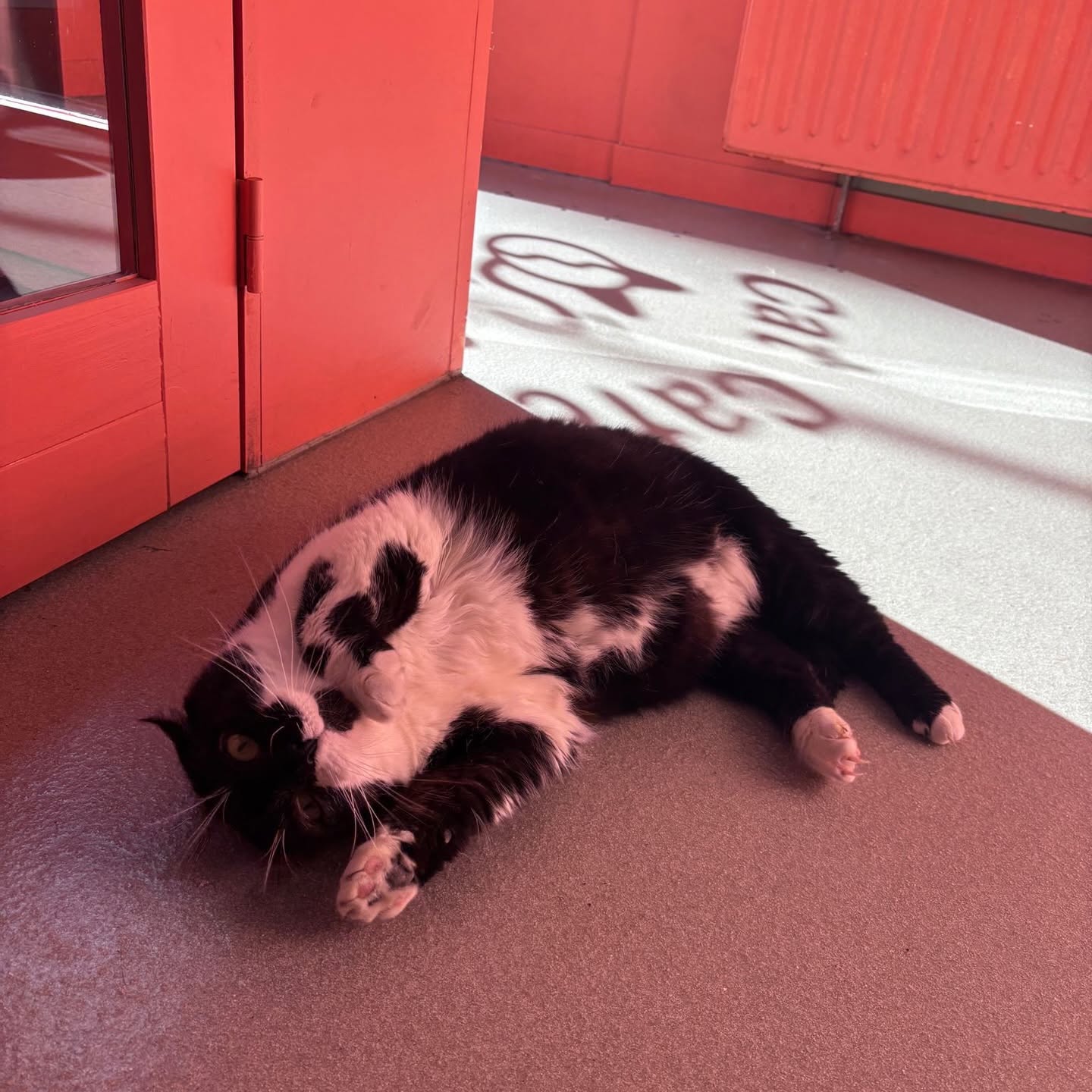 Ganesh (en Scar) van het kattencafe