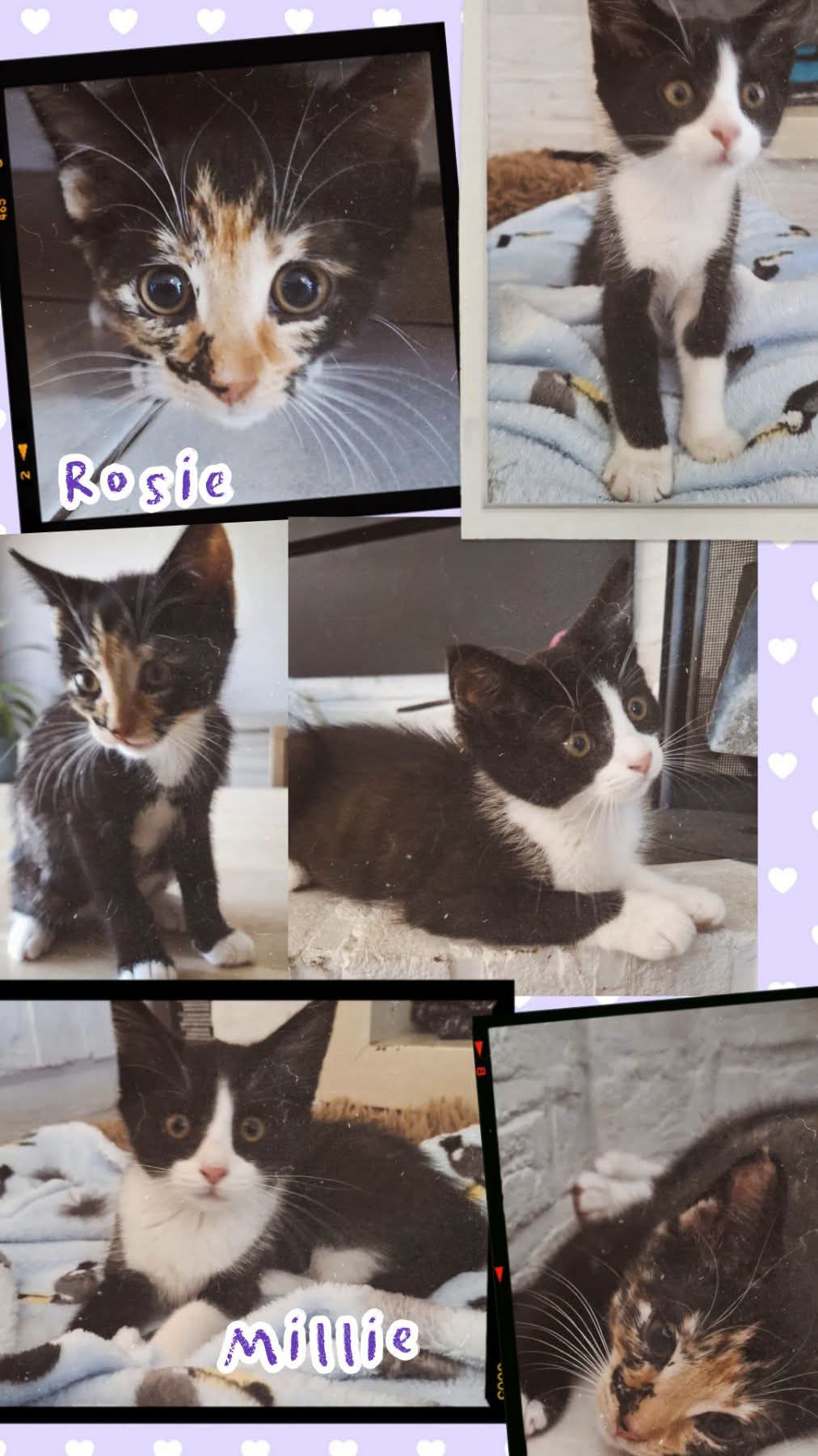 Rosie