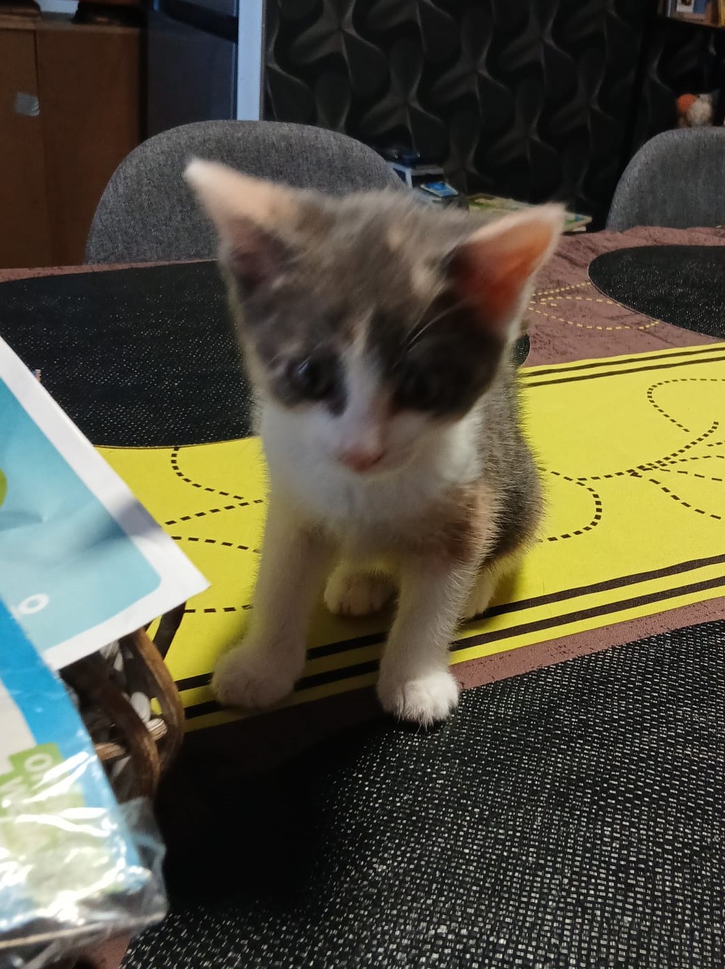 HARPER kitten