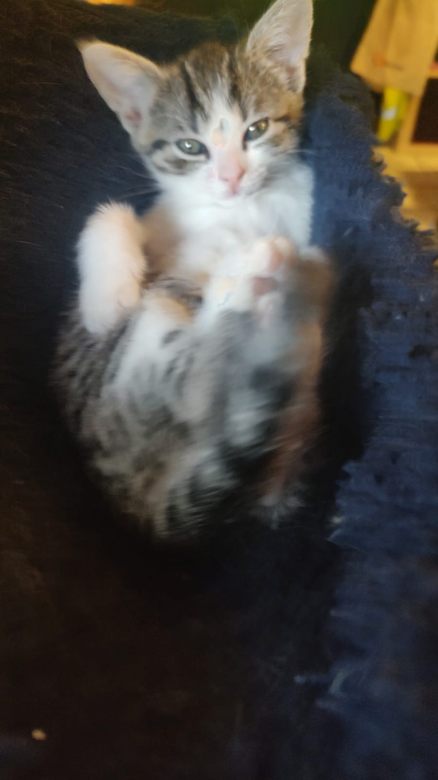 LILI kitten