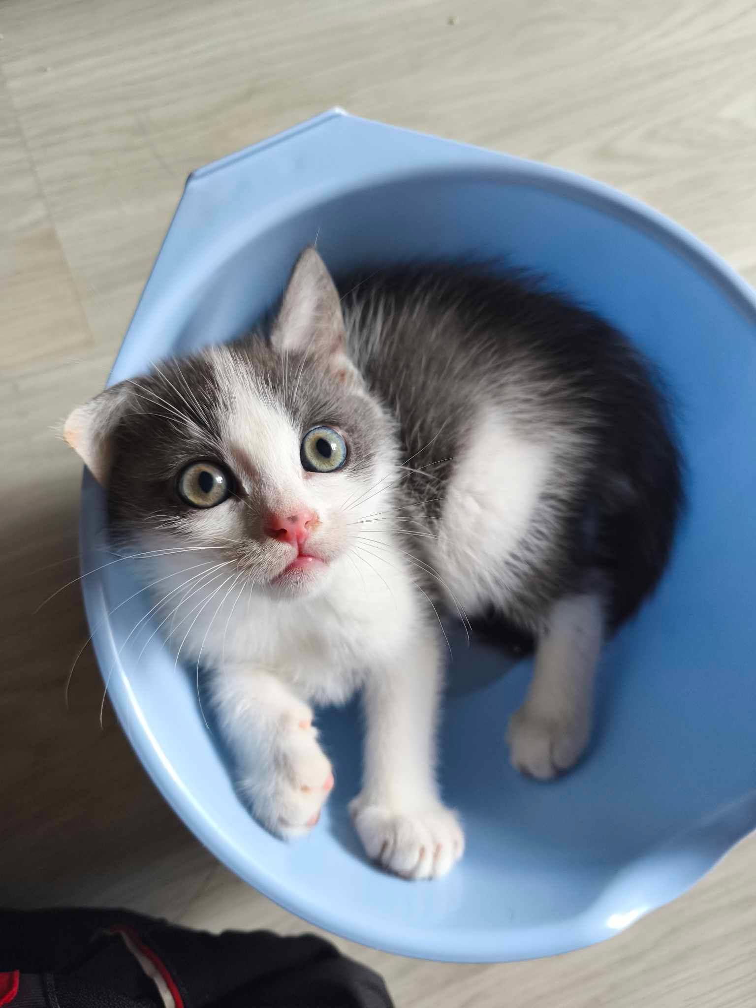 Olly