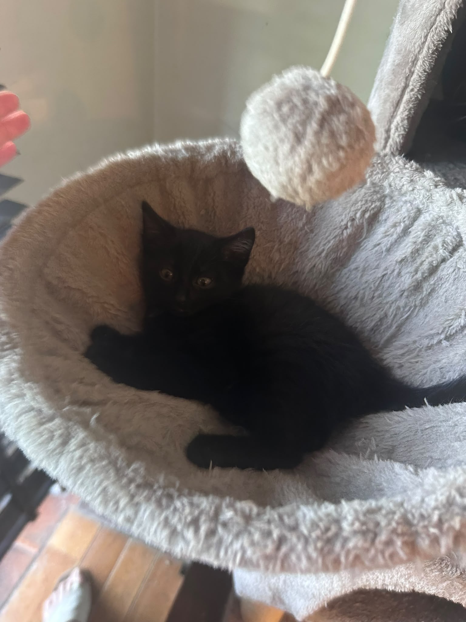 JANA - duo-adoptie met JARA