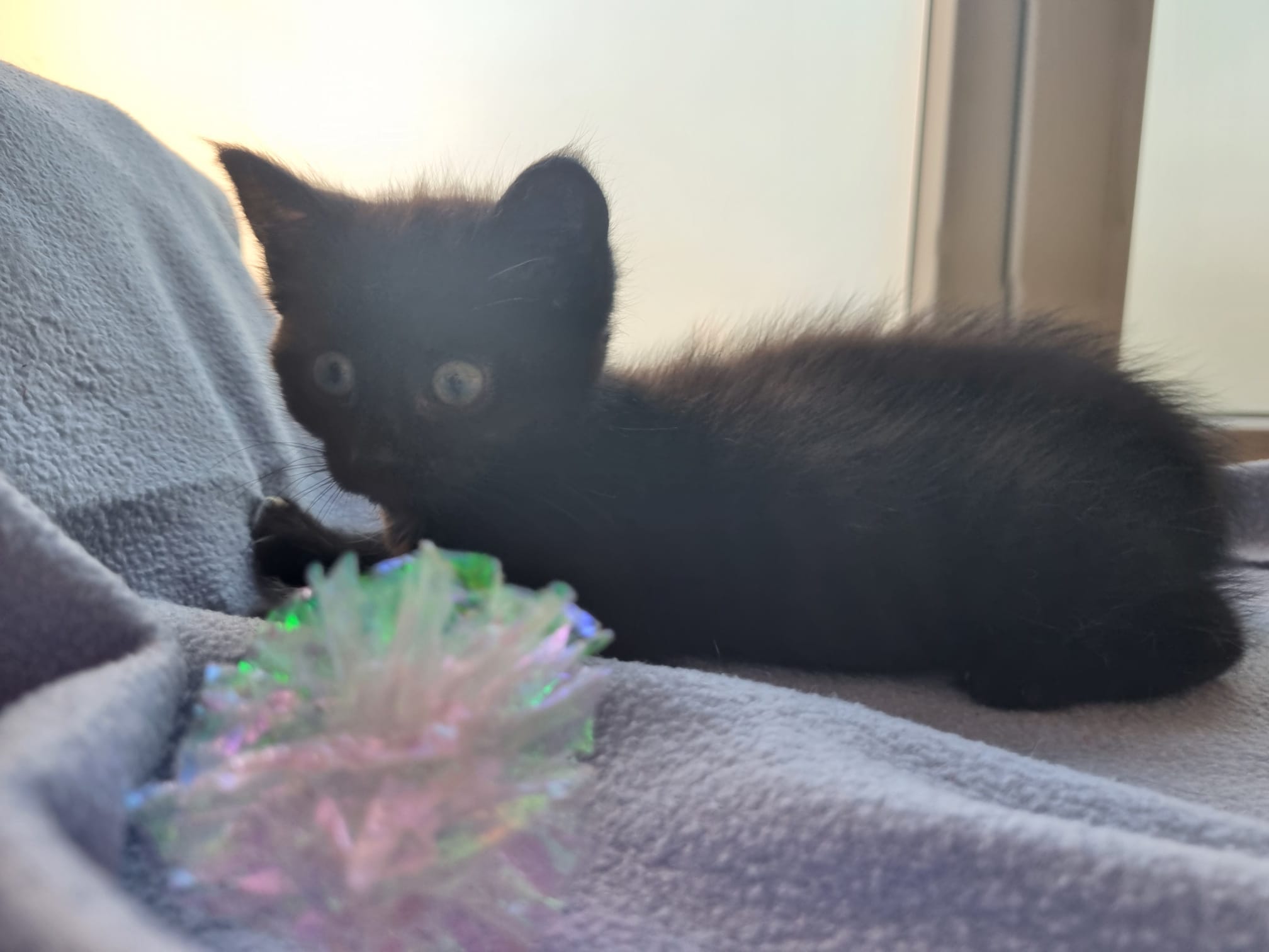 ESSYLA - duo-adoptie met EVERT
