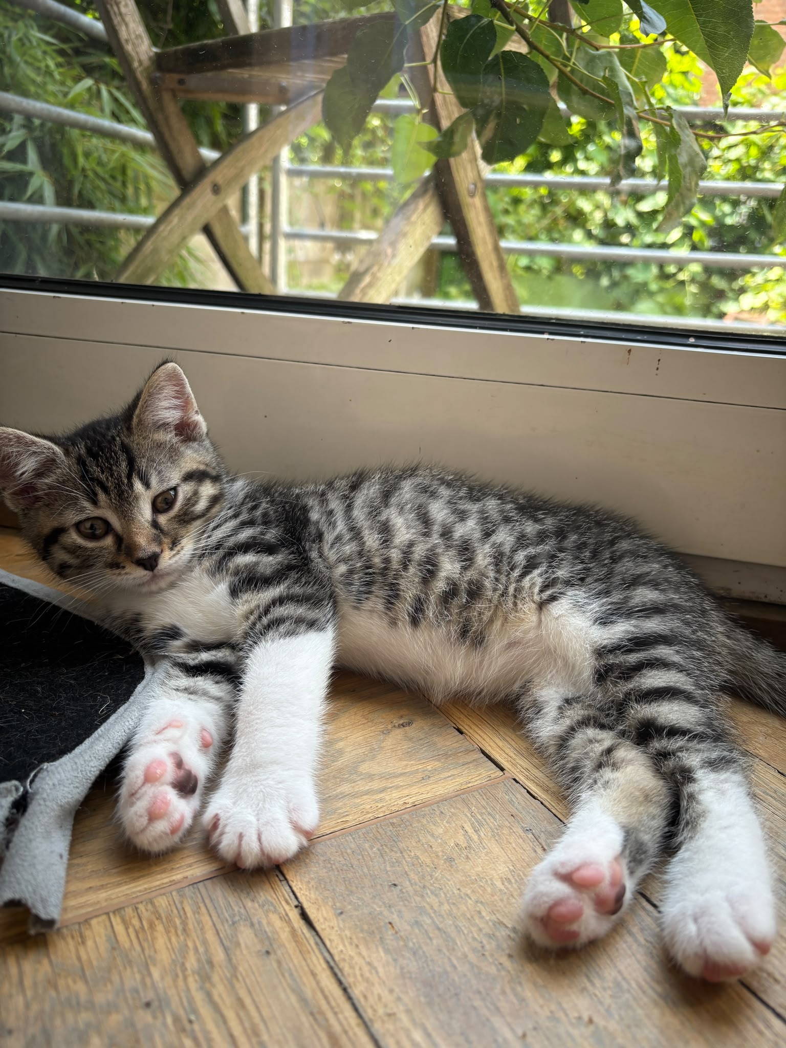 RUBY - duo-adoptie met RIKKI