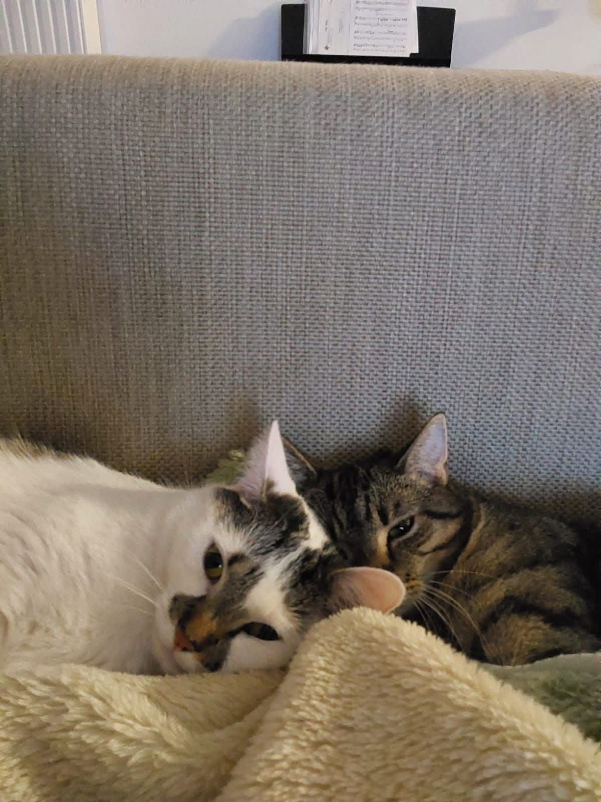 Lily (wit) van het kattencafe en Odette