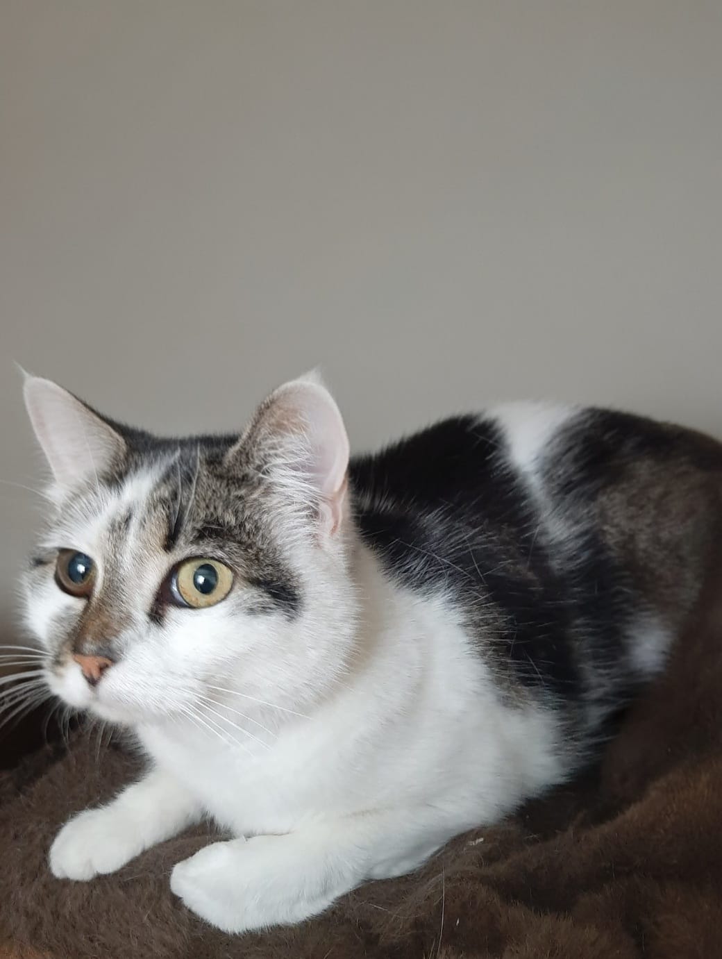 Foto Pixel