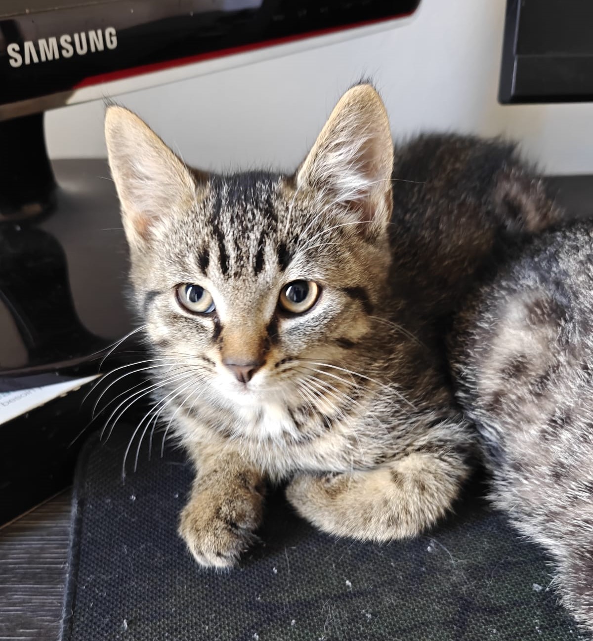 FLUPPER - duo-adoptie met FLIPPO