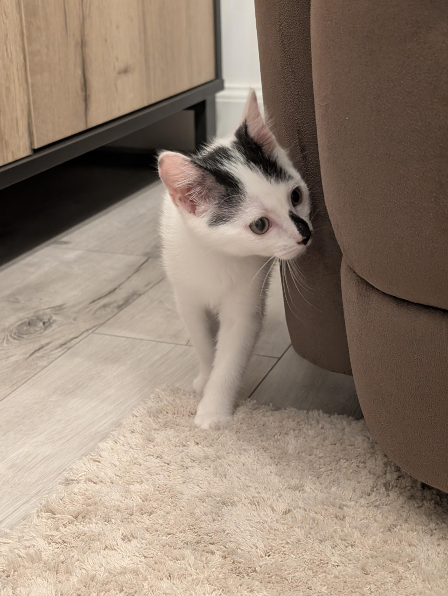 Feline