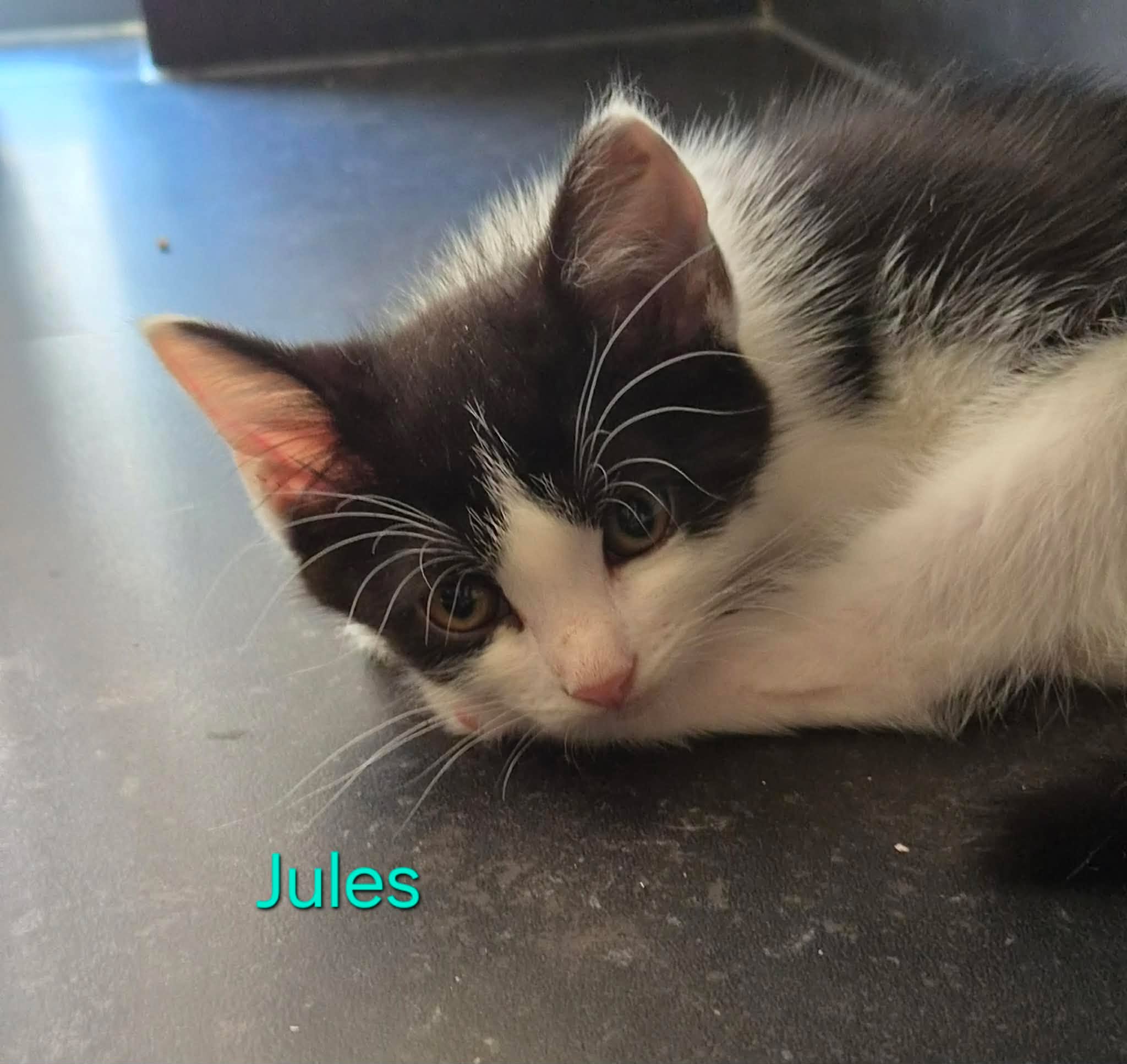 Jules