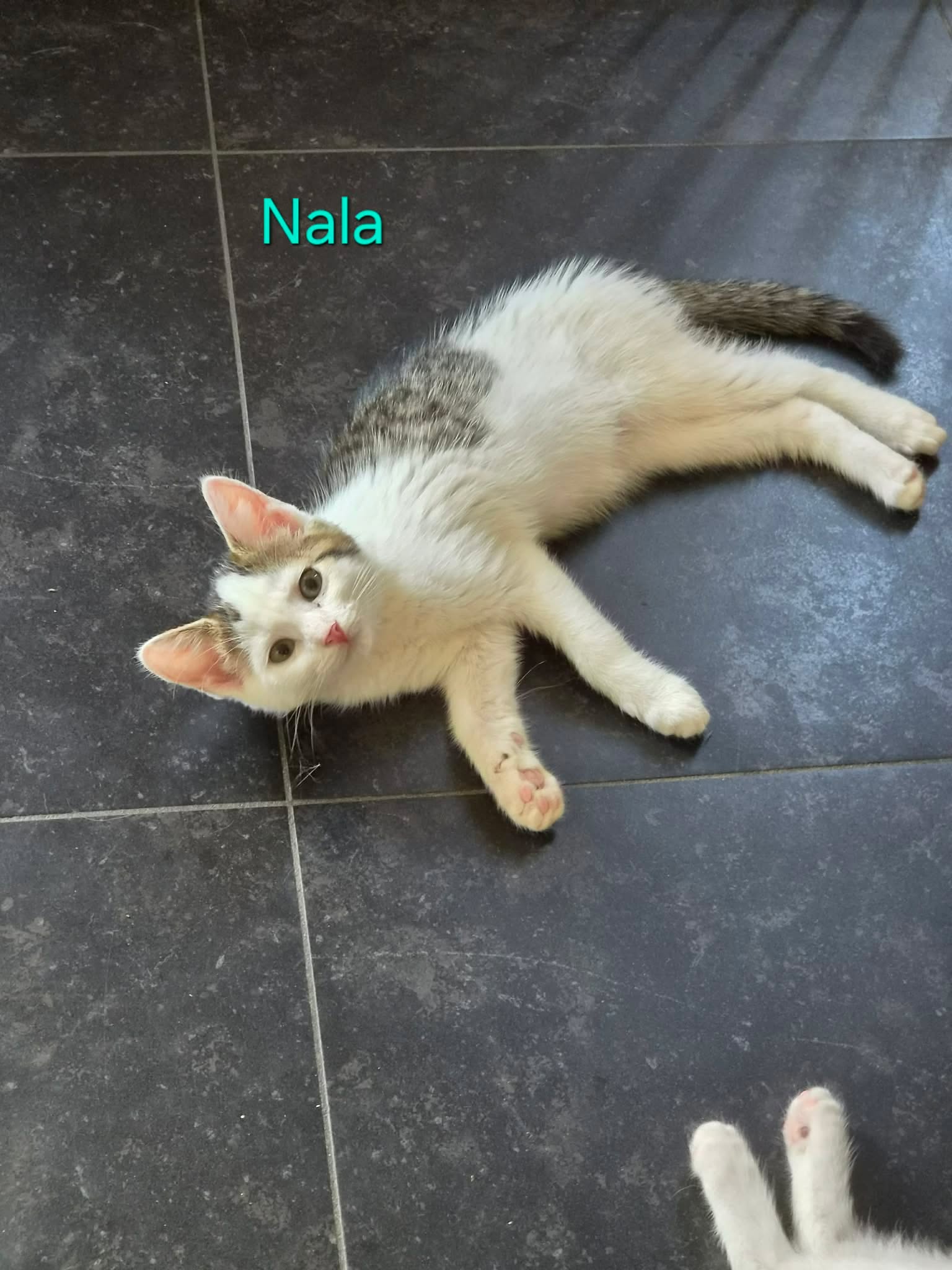 Nala -