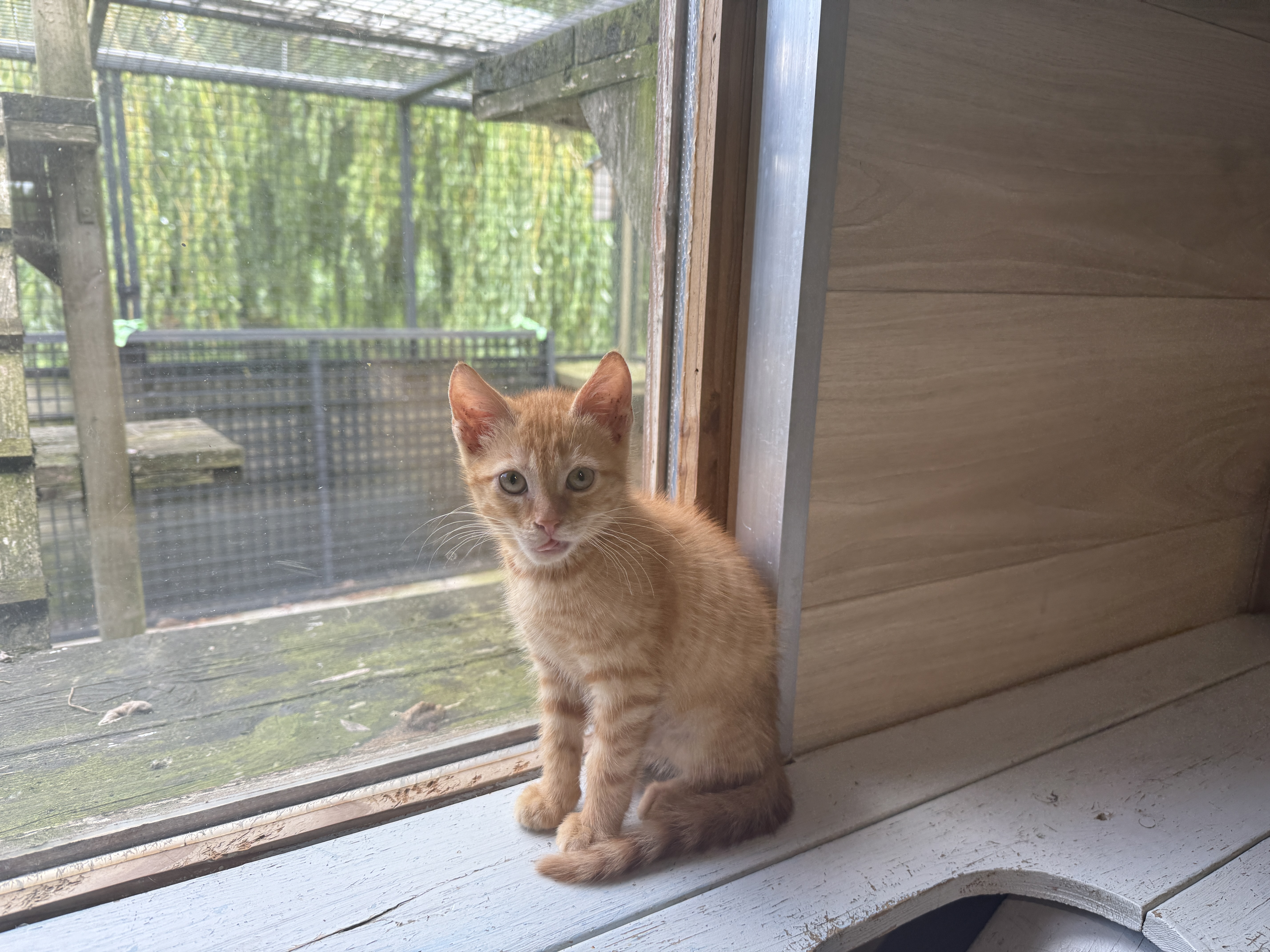 KA26/042 Leo