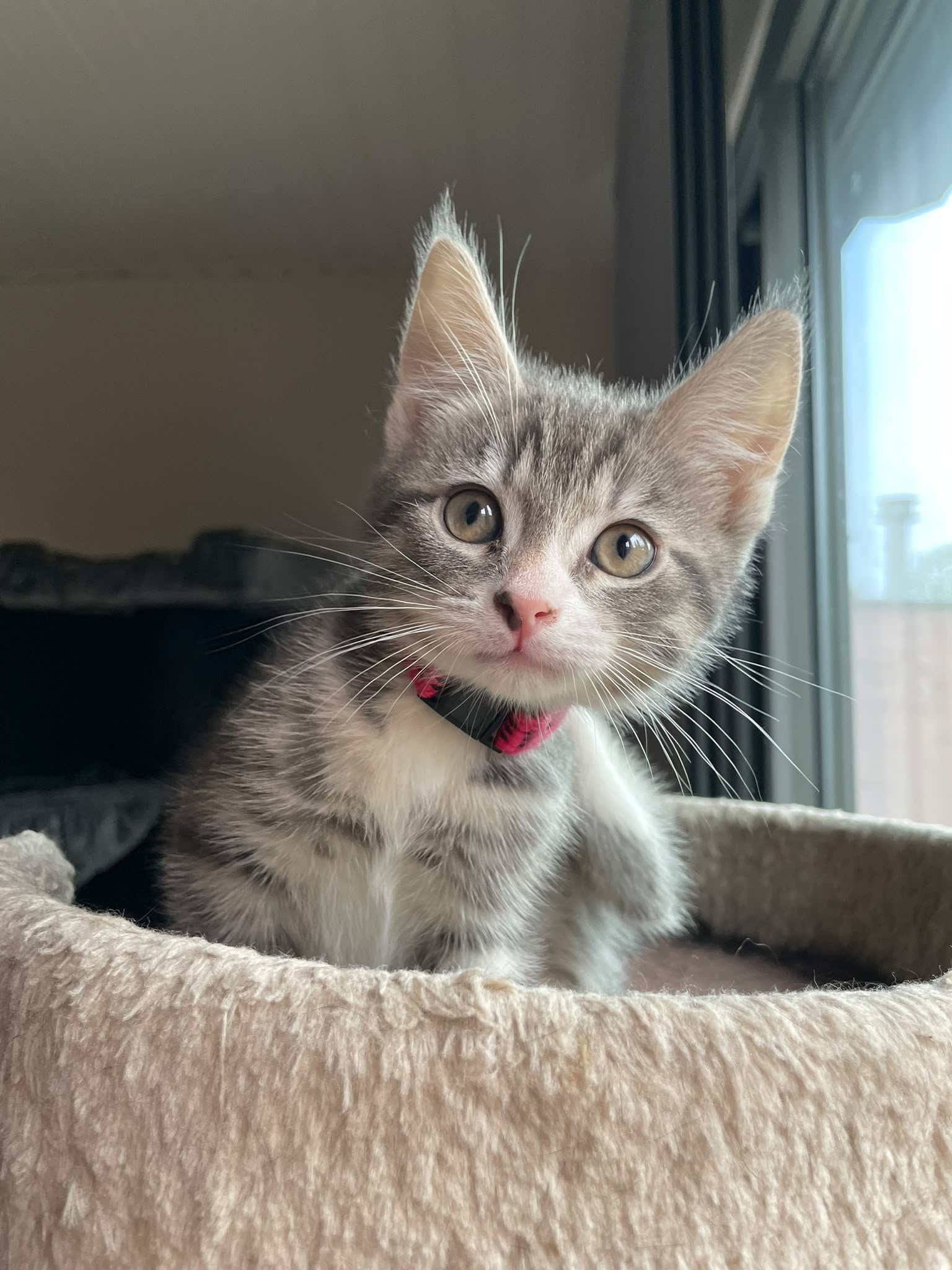SILL - duo-adoptie met STERRE