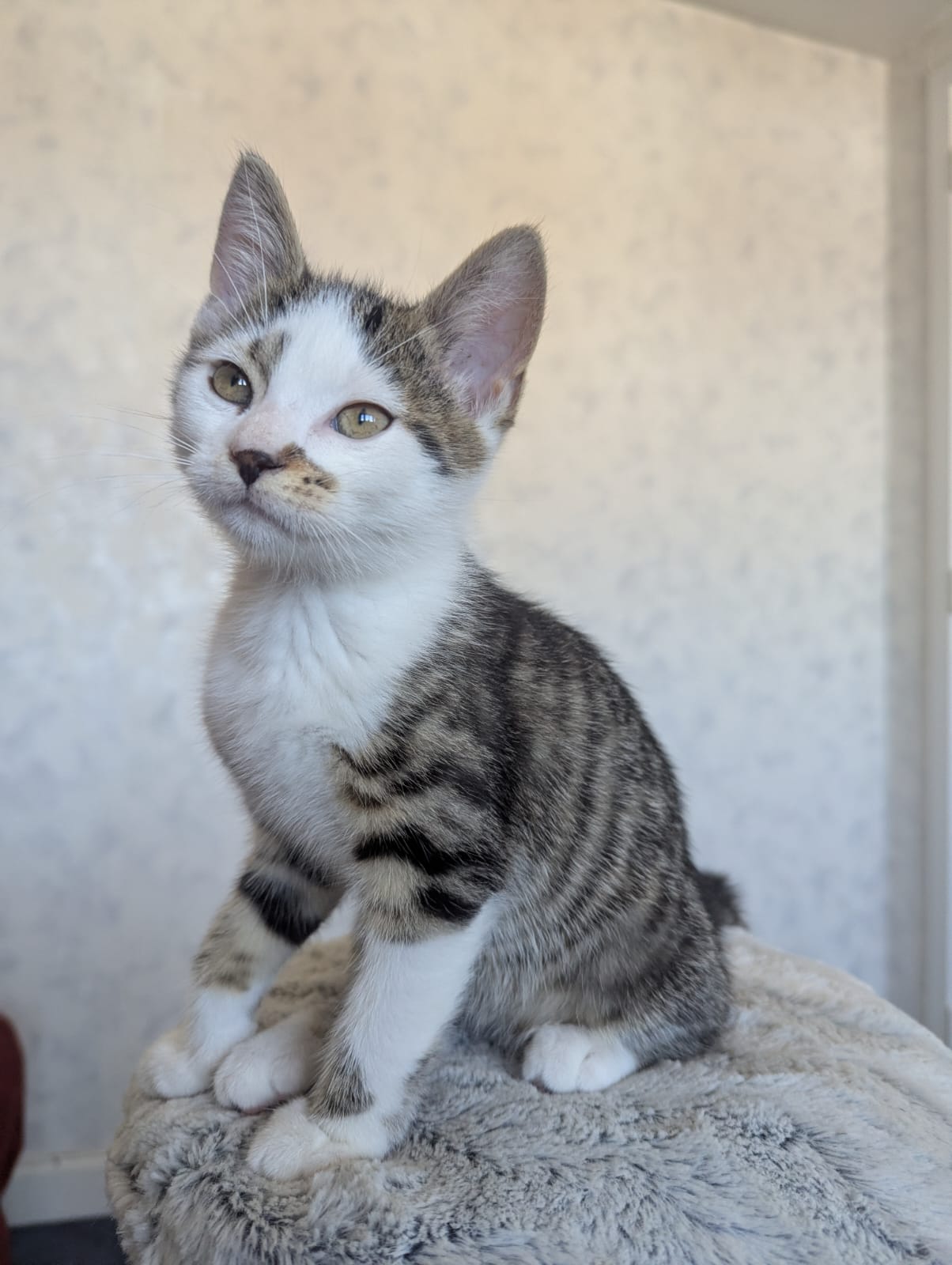 GIZMA - duo-adoptie met GILLETTE