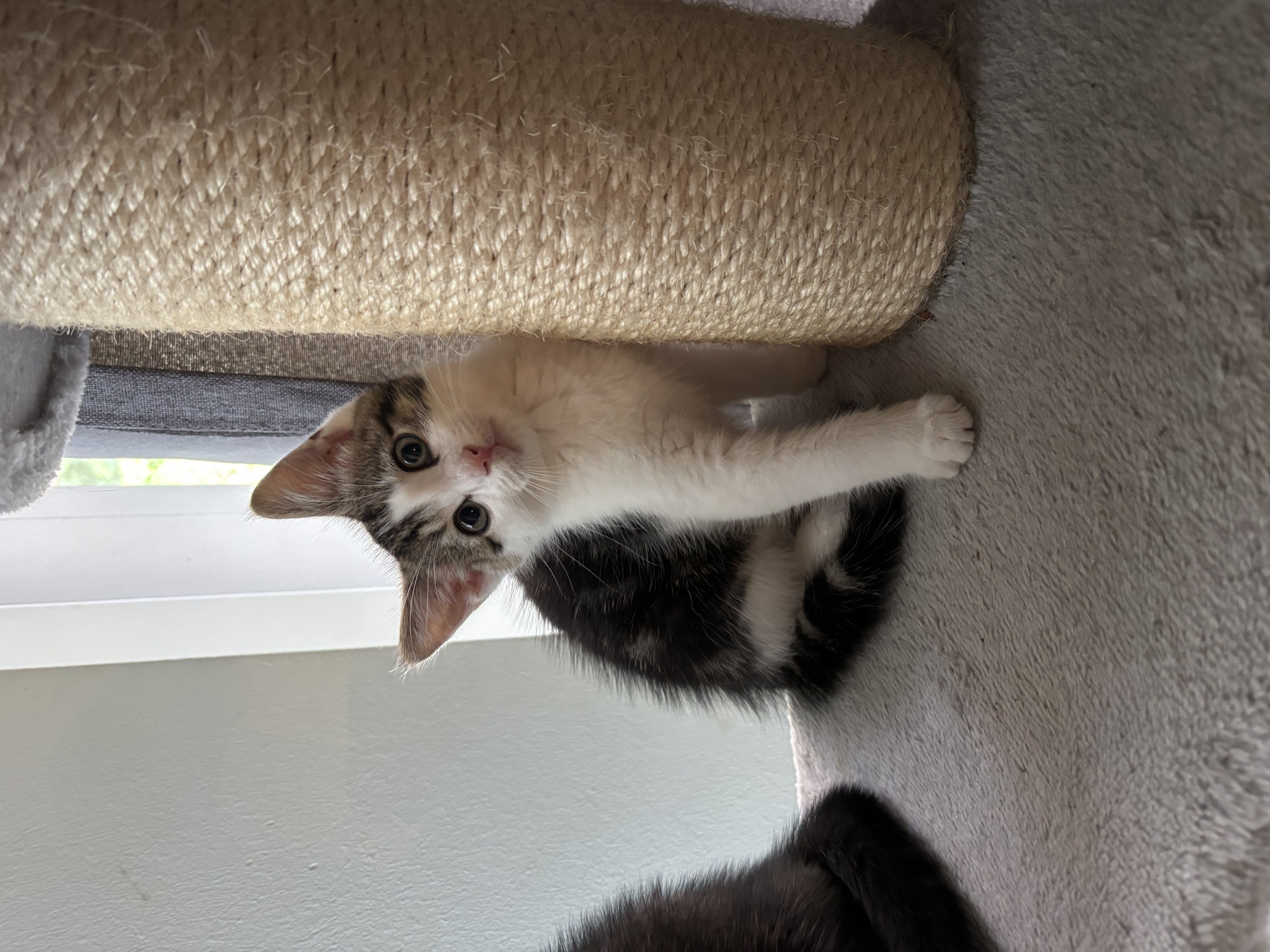 WILLEM - duo-adoptie met WILLa