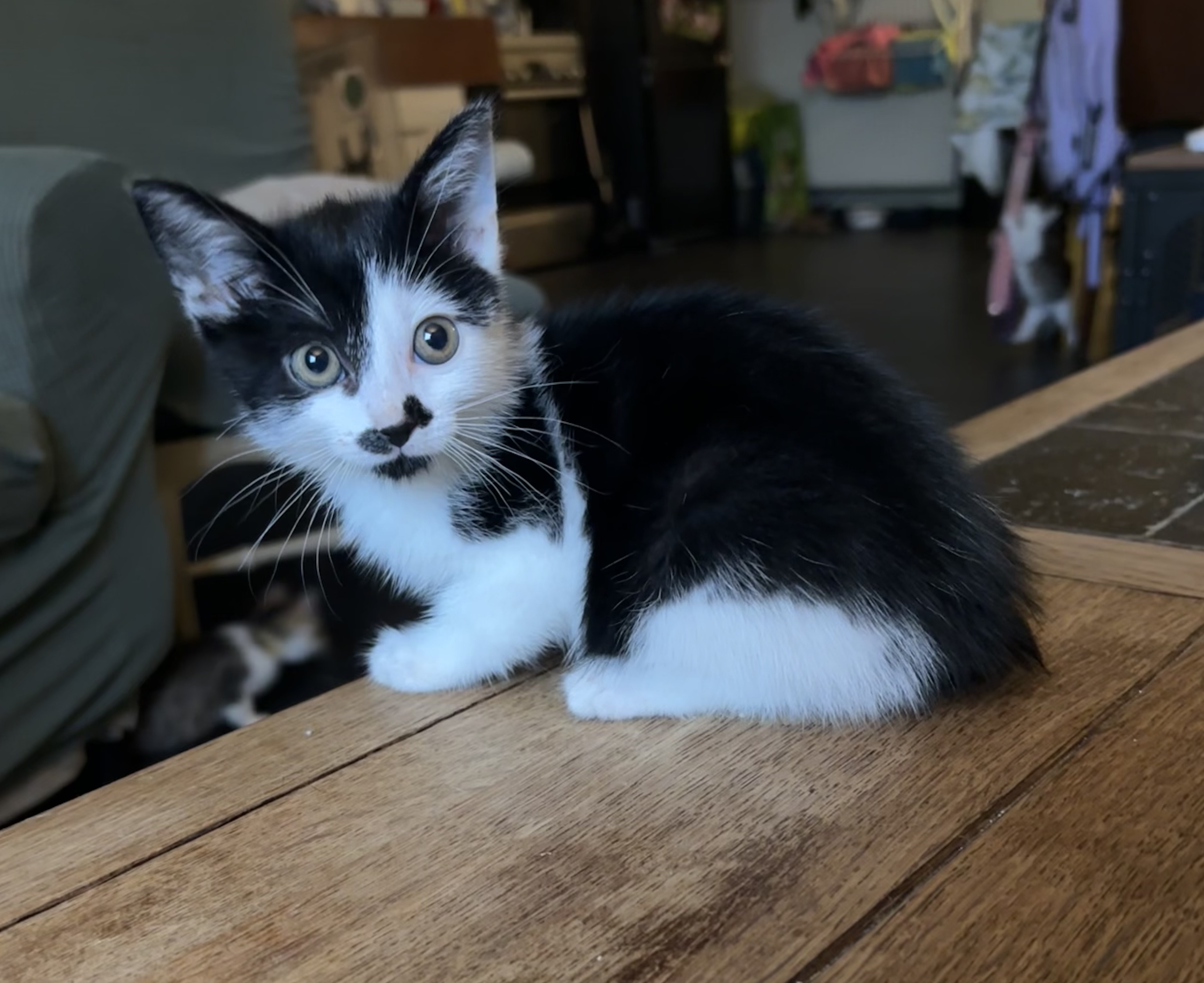 WIEKE - duo-adoptie met WULLA